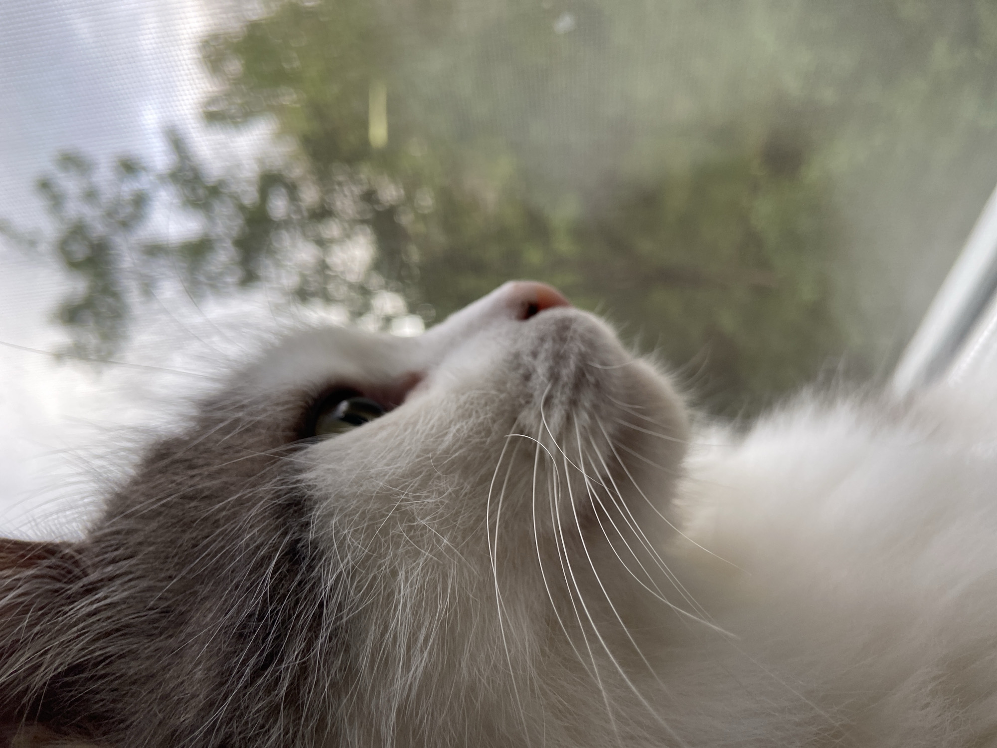 A close-up, low-angle view depicts a cat's face, specifically its snout, nose, and whiskers. The cat has white fur on its face and a pink nose. Some gray fur is visible on the left side of its face, suggesting a color pattern. One eye is partially visible, showing a green iris. The background is out of focus, appearing to show an exterior scene with trees and a sky. The scene is taking place indoors, with the cat pressed against a window or possibly a screen, as evidenced by the textured surface between the cat and the outdoor scene. The location is undetermined, as the city and country are Unknown.