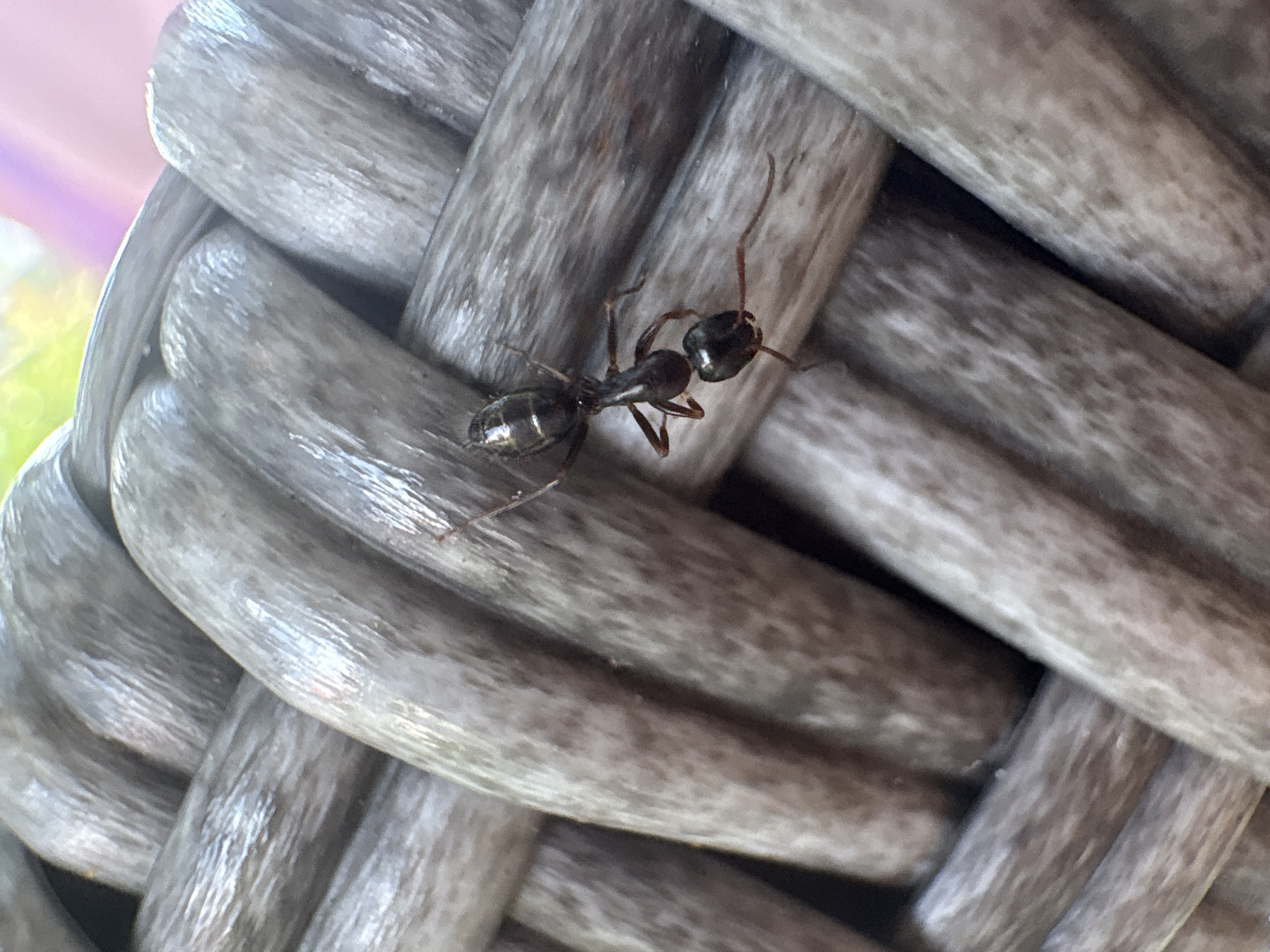A close-up, overhead shot shows a black ant with visible antennae and legs on a woven, grey surface. The ant is positioned on one of the strands, its body segmented and shiny. The background consists of out-of-focus elements of green and pink, suggesting an outdoor environment, possibly a patio or garden. The woven surface appears to be part of an outdoor furniture item. This image was captured in Troyan, Bulgaria.