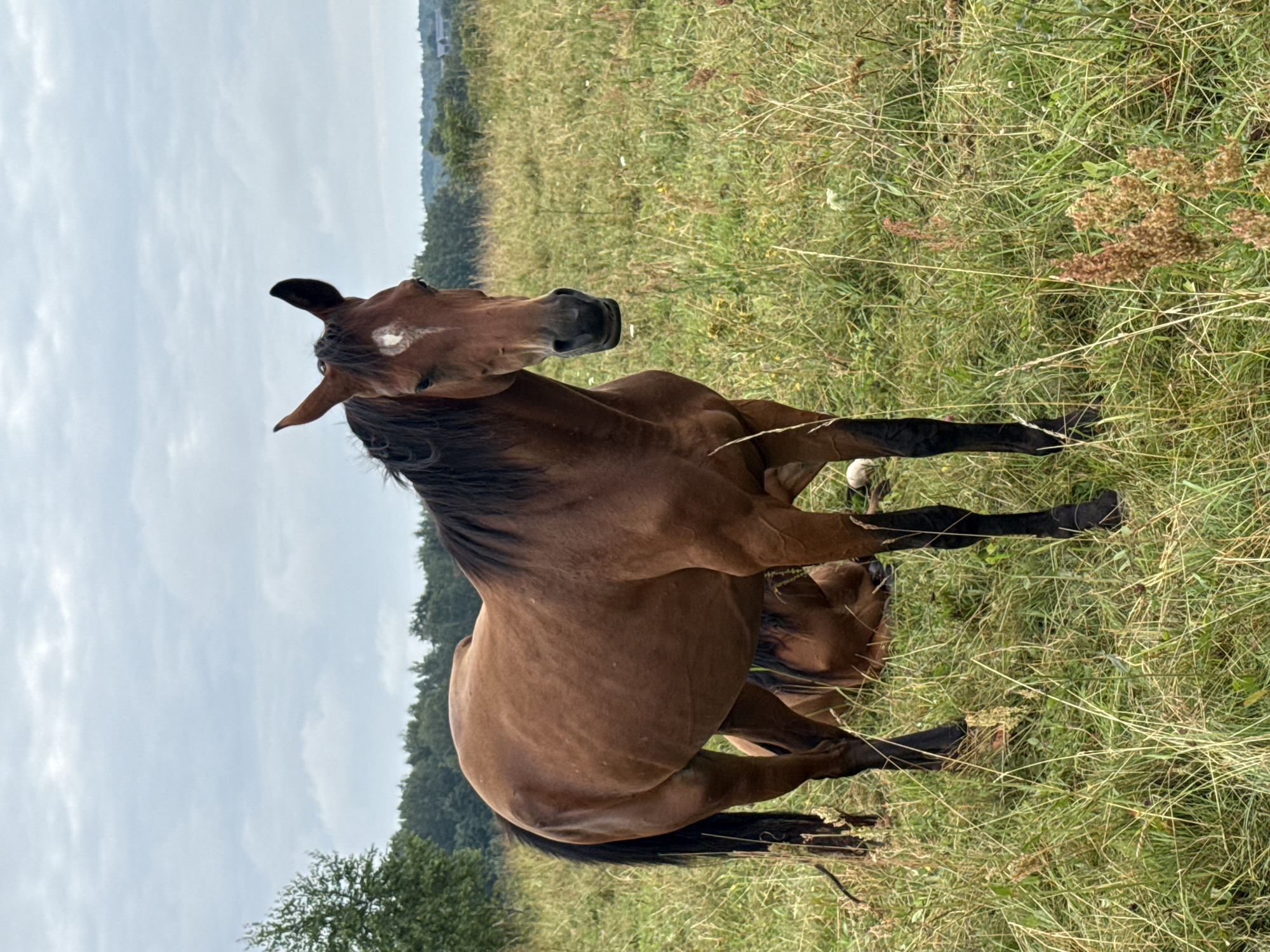 A brown horse stands in a grassy field under a cloudy sky. Another horse is lying down behind it. The field is covered in tall grass and wildflowers. In the background, there is a line of trees. The scene appears to be in the rural area of Galinė, Lithuania.