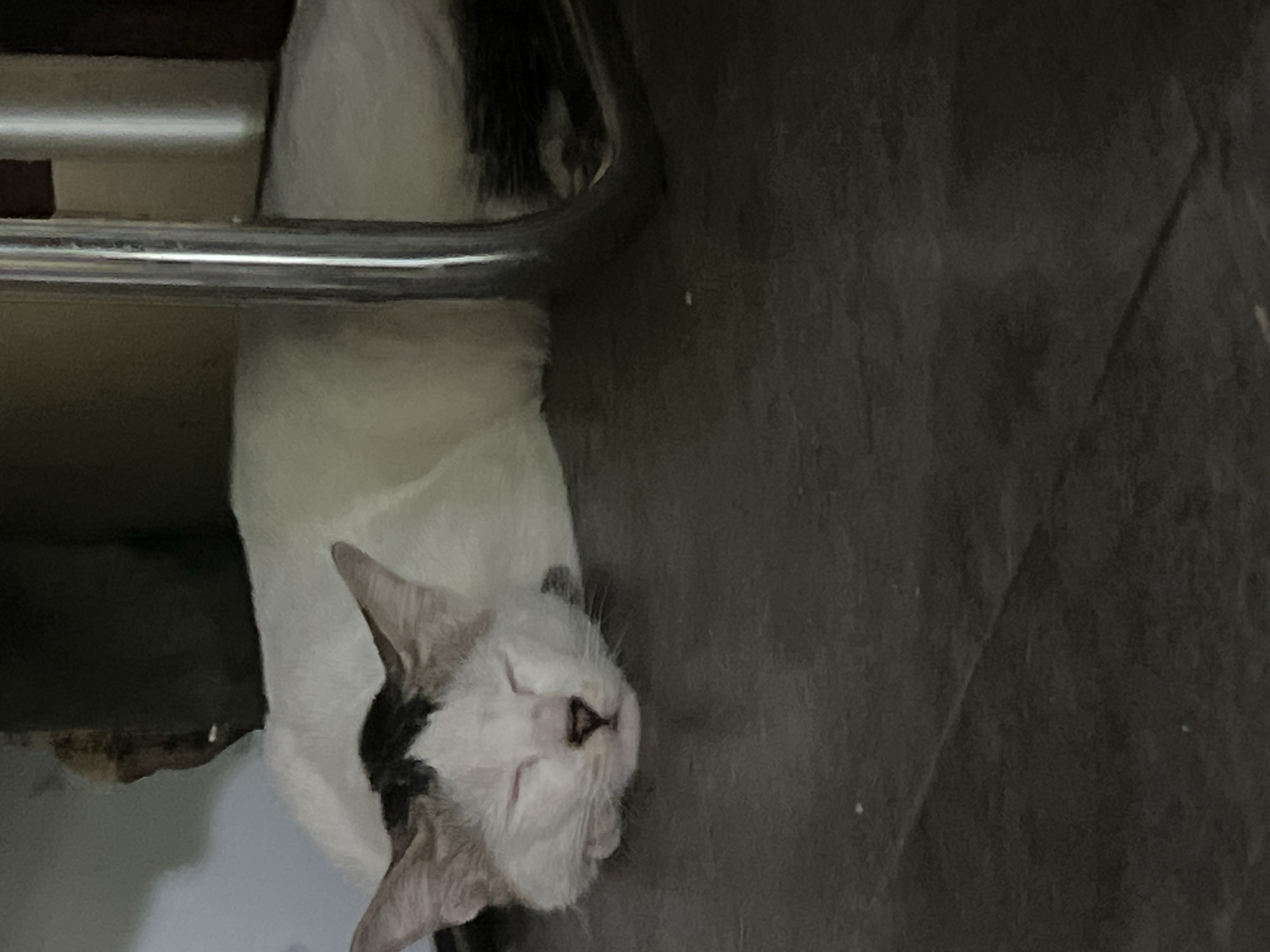 A white cat with black markings on its head is sleeping on a dark-colored floor. The cat is lying on its side, with its head resting on its paws. Its eyes are closed, and its mouth is slightly open. A metal chair leg is visible to the right of the cat. The background is dark and out of focus, making it difficult to discern any details. The scene appears to be indoors, possibly in a residential setting. The specific location in Klapanunggal, Indonesia, is not evident from the image itself.
