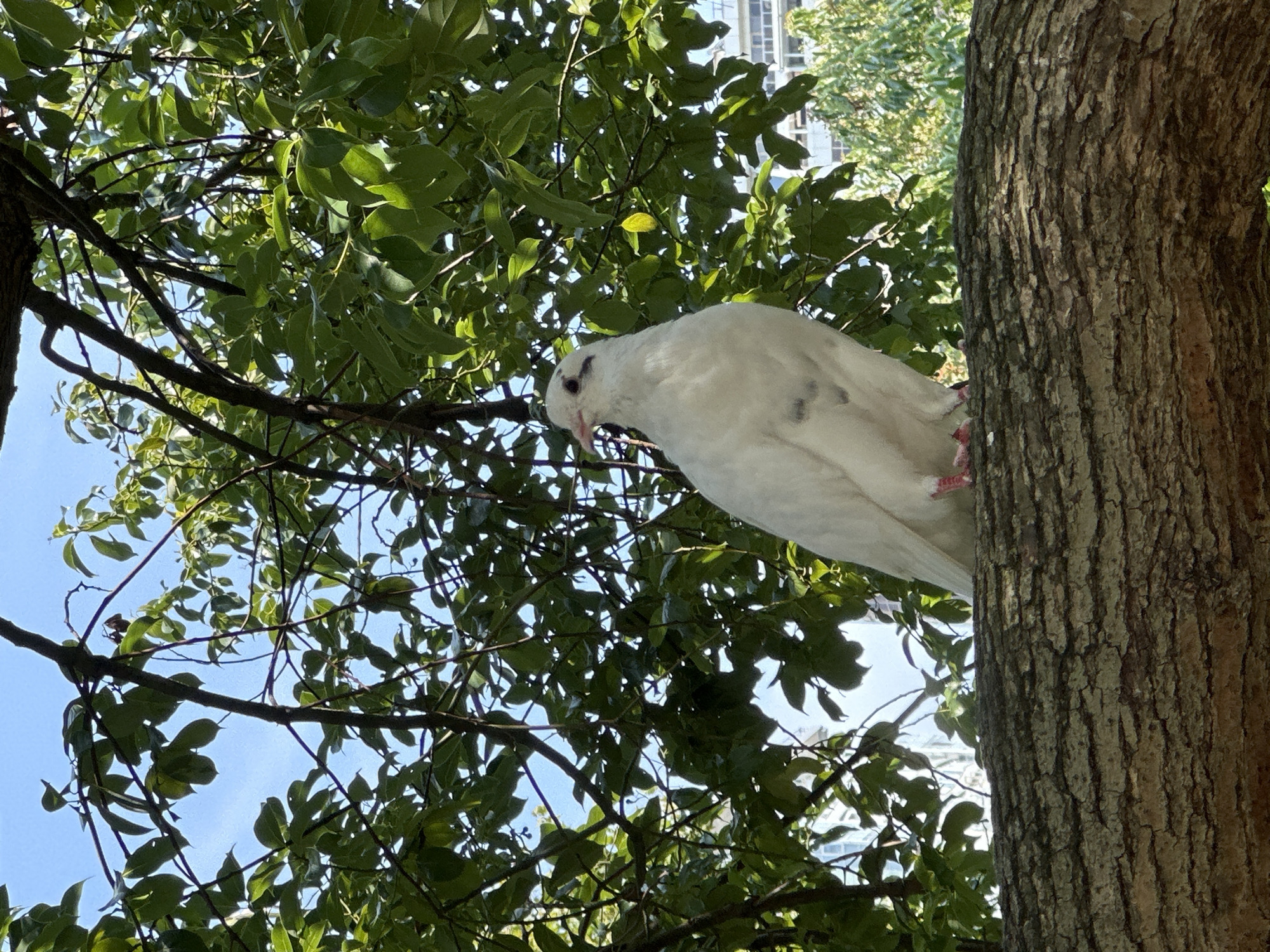 A white dove with pink feet is perched on a textured tree branch. The dove faces left with its head turned slightly towards the viewer. Its eyes are dark, and there is a dark marking around its left eye. The bird's plumage is primarily white, with some faint gray markings on its body.
The tree branch is thick and rough, with visible bark patterns. Behind the bird, lush green leaves and branches create a canopy, with glimpses of blue sky and distant buildings visible through the foliage. The lighting suggests it is daytime, with sunlight filtering through the leaves, casting some shadows.
The image does not provide any information indicating the location is in Sochi, Russia.