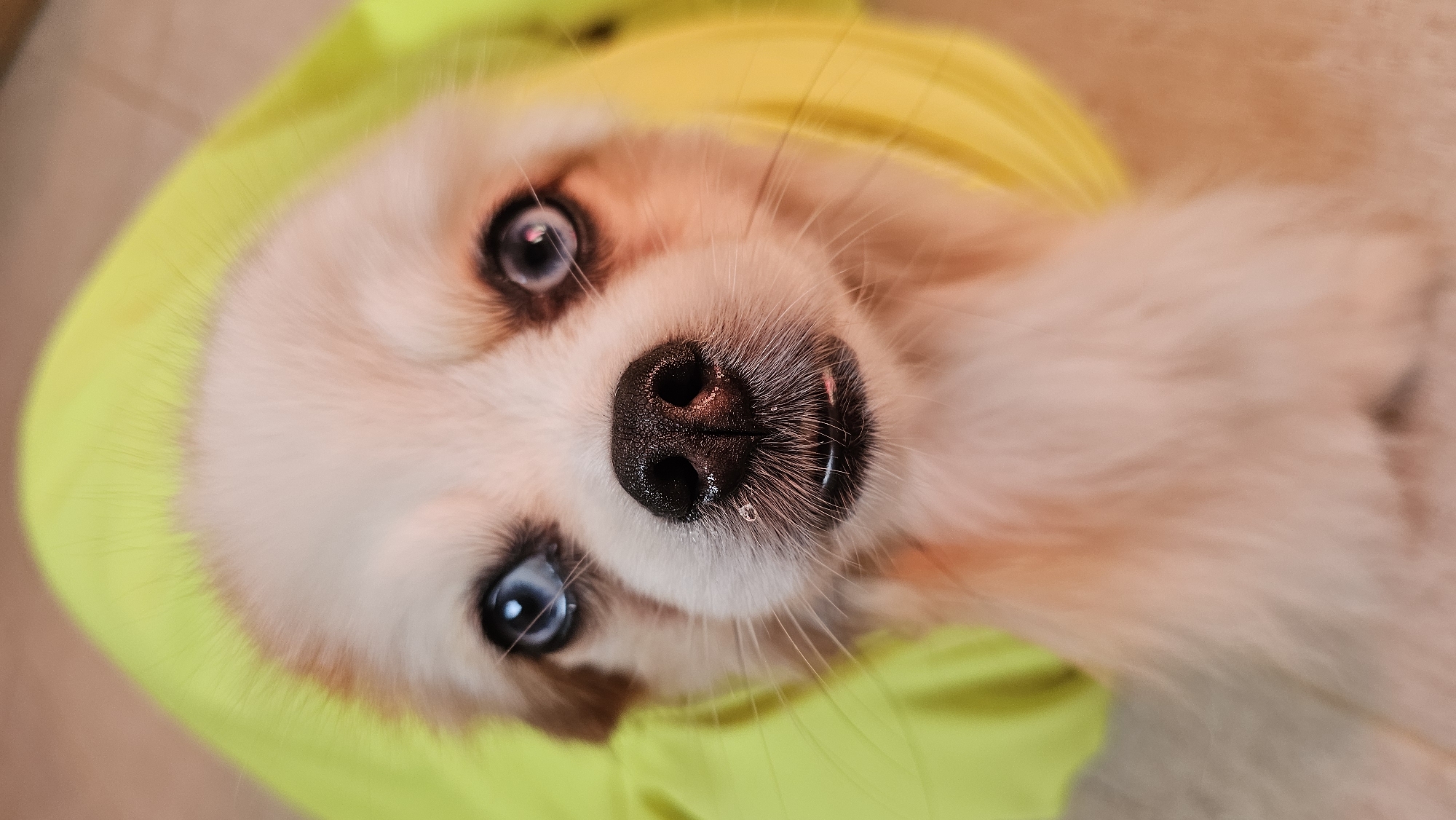 A close-up, vertical, eye-level shot shows the face of a light-colored dog wearing a bright yellow hood. The dog's eyes are wide and blue. Its nose is black and wet, with a small droplet of water on its snout. The dog's fur is fluffy and light pinkish-white, with some brown markings around its ears and eyes. The yellow hood frames the dog's face. The background is a soft, blurred brown color. The image does not depict any location in Baan Chaweng, Thailand.