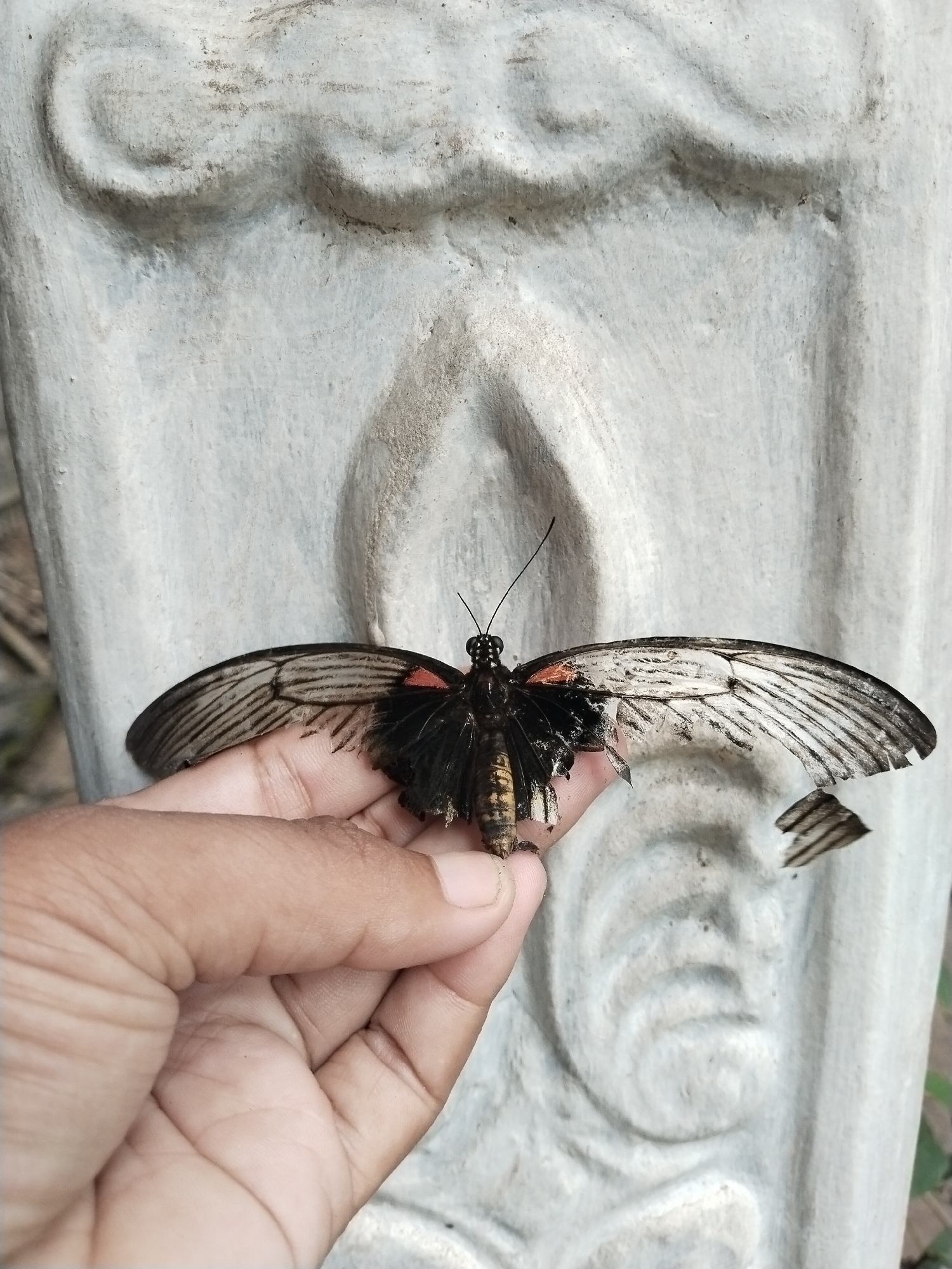 A hand holds a damaged butterfly. The butterfly's wings are torn, and the body appears slightly damaged. The background is a concrete structure with a textured surface and decorative details. The location is unknown.