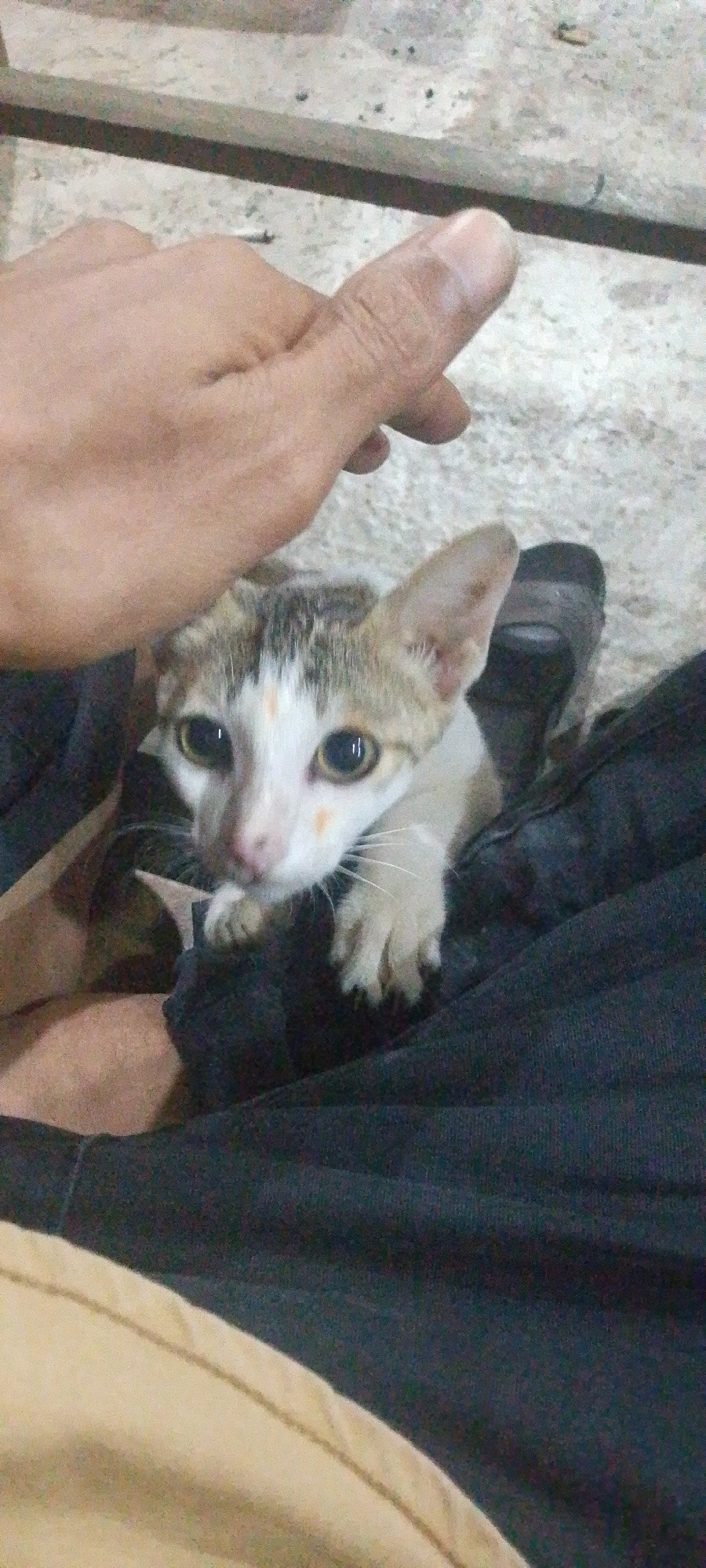 In Keudejungkagajah, Indonesia, a person's hand is petting a kitten. The kitten, with white, brown, and black fur, has large, round, brown eyes and a small pink nose. It is nestled in the dark fabric of the person's clothing. The background consists of a light-colored, textured surface.