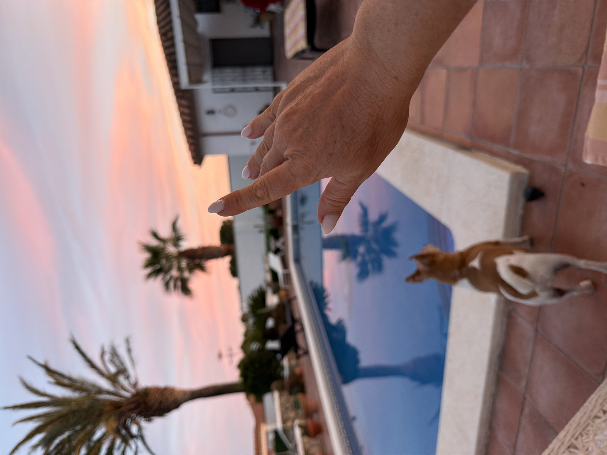 Viewed from the first-person perspective, the image depicts an outdoor scene at dusk, with a partial view of a swimming pool, a hand reaching towards the pool, and a dog standing by the pool's edge. In the background, two palm trees are visible, along with a two-story building. The sky is awash with shades of pink and orange, suggesting the sunset. The scene is likely taken from a private residence, with a tiled patio surrounding the pool. While specific locations in Mont-roig del Camp cannot be definitively determined from the image alone, the architectural style of the building and the presence of palm trees indicate a Mediterranean setting, consistent with the region of Mont-roig del Camp in Spain.