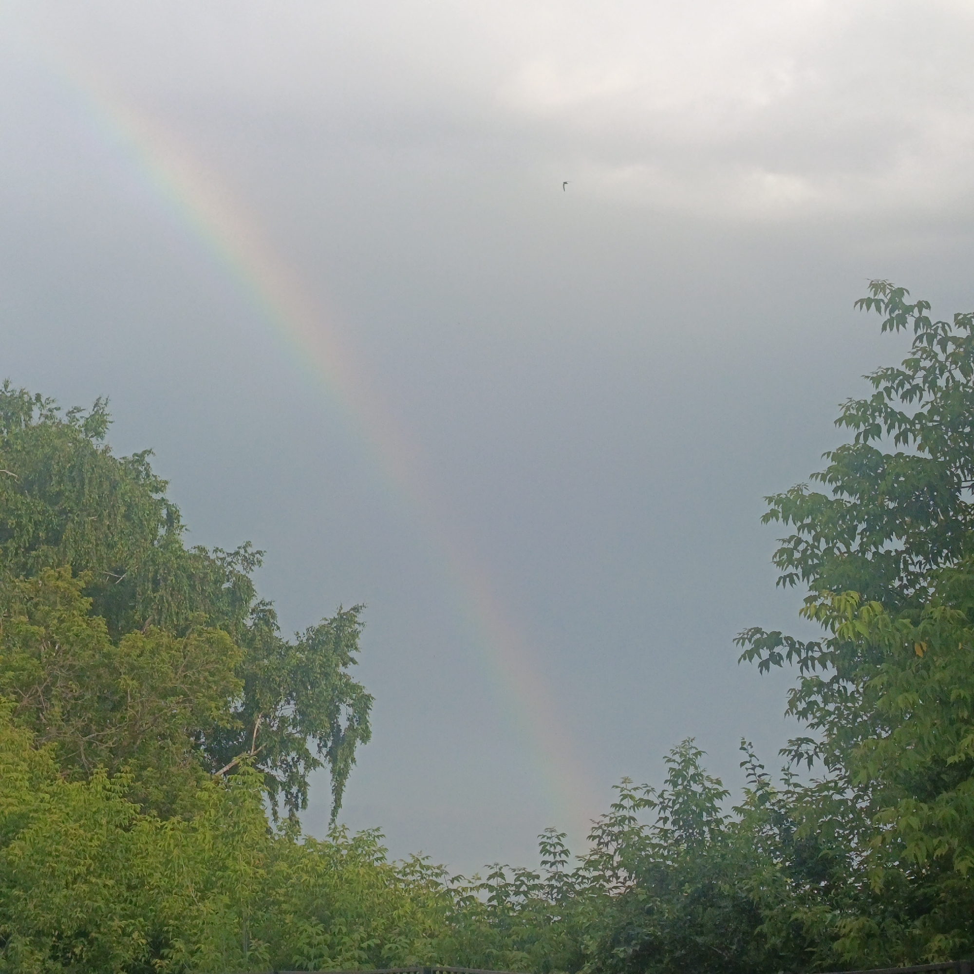 The image captures a natural scene with a rainbow arcing across a pale grey, overcast sky. A small, dark bird is visible in flight high in the sky. The foreground and sides of the image are dominated by lush green foliage of trees, with the tops of some trees reaching towards the sky. The bottom edge of the image shows a sliver of a dark wooden fence. The scene appears to be outdoors, likely in a natural or suburban setting. The overall atmosphere is subdued due to the cloudy sky, yet the rainbow provides a vibrant focal point. No people or specific man-made structures within the city of Chaikovsky, Russia are identifiable in this image.