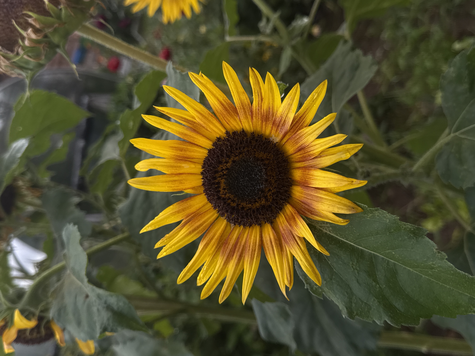 A close-up, vertical, full-frame shot features a vibrant, single sunflower in the foreground, its petals a gradient of yellow to reddish-brown and tipped with water droplets. The center of the sunflower is a dark brown disc. Surrounding the flower are large, green leaves, some with visible veins. In the background, out of focus, are more sunflowers, green foliage, and what appears to be a structure with red elements, possibly a greenhouse or a building. The lighting suggests an overcast day. The image does not contain any specific geographic indicators to place it in Chaikovsky, Russia.