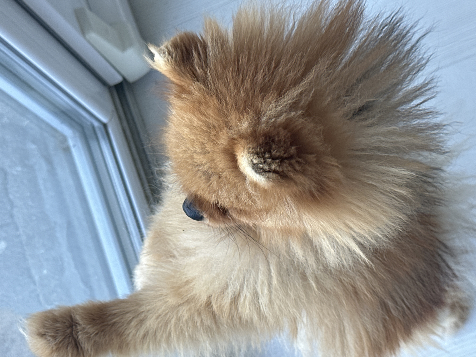 The image is a close-up, overhead view of a fluffy, light brown dog, likely a Pomeranian, lying down. The dog's fur is thick and textured. A dark, possibly black, mark is visible on the dog's ear. The dog is positioned on a white, flat surface, which could be a floor or a windowsill. In the background, a blue, textured surface is visible, with horizontal lines that suggest a window or blinds. There is a white, angled object to the right of the background, possibly a window frame or a piece of furniture. The overall lighting suggests an indoor setting, possibly near a window. The image was taken in Asenovgrad, Bulgaria.
