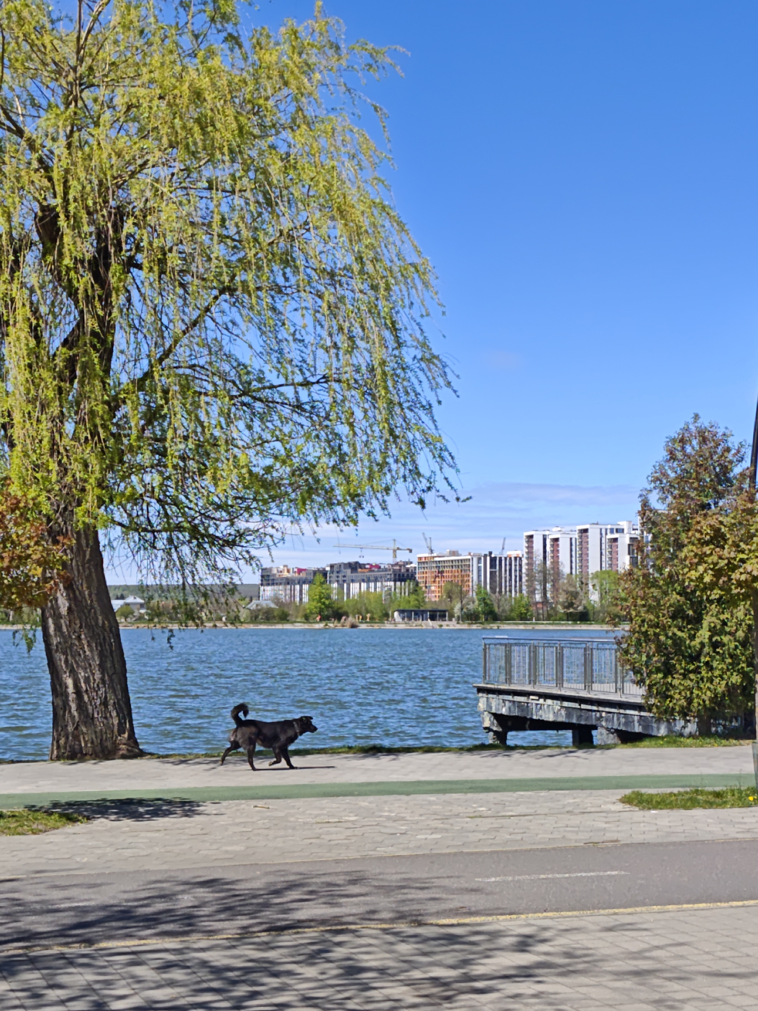 A sunny day view shows a black dog trotting along a paved walkway next to a lake. The lake has a wooden pier extending into it. Across the lake, buildings of varying heights are seen with construction cranes. A weeping willow tree stands to the left of the walkway, casting shadows on the path. The walkway is marked with a green lane. The location is Ivano-Frankivsk, Ukraine.