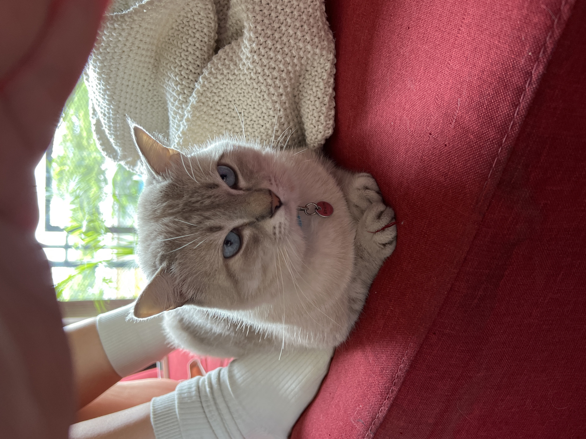 A light-colored cat with blue eyes is lying on a red couch. The cat is facing the camera and has a red collar with a tag. To the left of the cat are a person's legs wearing white socks. Behind the cat is a cream-colored knitted blanket. In the background, there is a window with green foliage visible through it. The scene appears to be indoors, in a domestic setting.