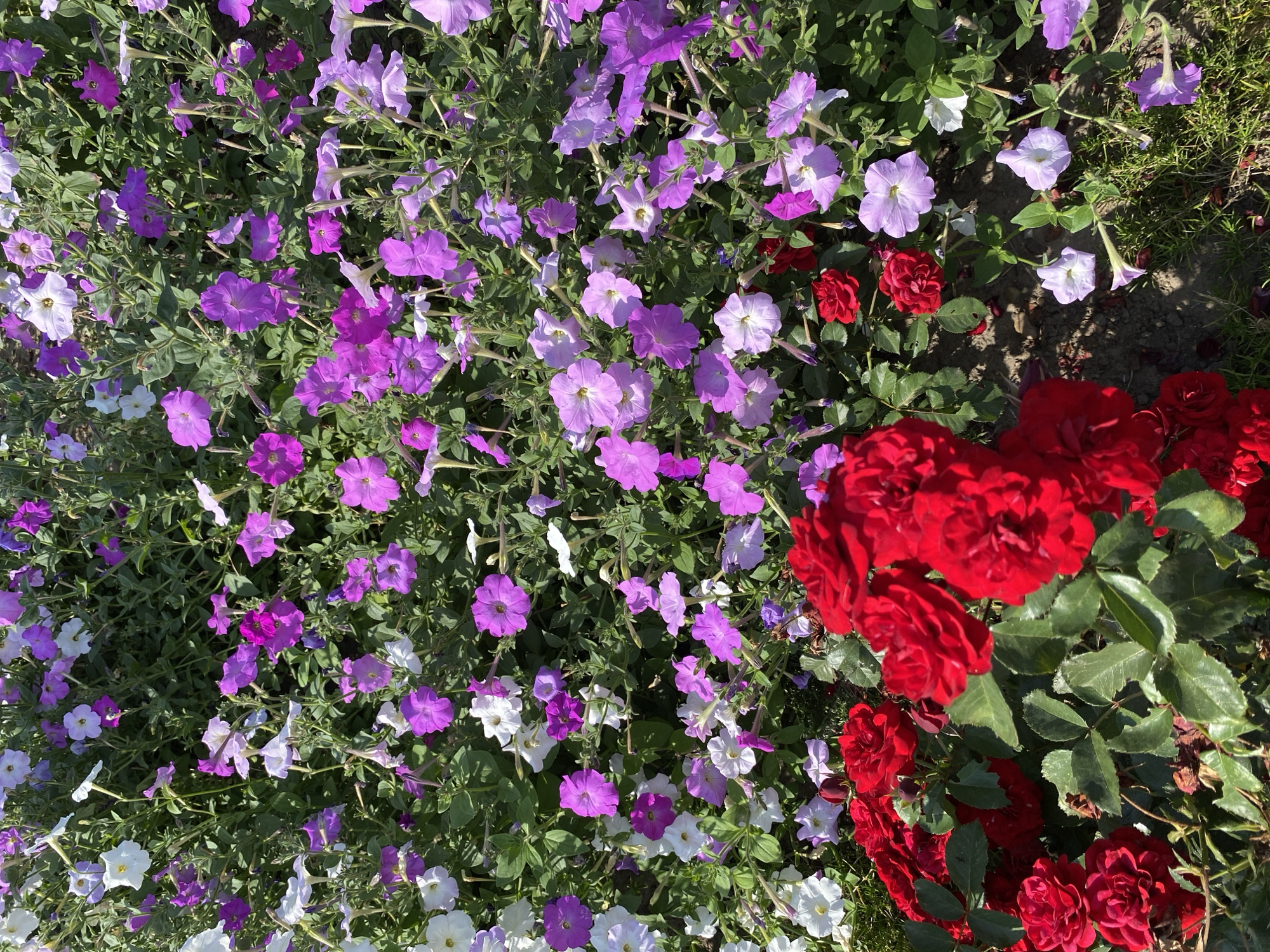 This image captures a vibrant flowerbed filled with a variety of blooming flowers. Dominating the foreground are several clusters of deep red roses, their petals tightly furled in some blooms and more open in others, showcasing a rich, velvety texture. Behind the roses, a dense arrangement of petunias creates a colorful tapestry. These petunias display a spectrum of shades from pure white and pale lavender to vibrant fuchsia and deep purple. Their trumpet-shaped blooms are scattered amongst lush green foliage. The scene is set outdoors, with hints of soil and green grass visible beneath the flowers, suggesting a garden or park setting. The lighting suggests a bright, sunny day, casting subtle shadows on the ground and highlighting the rich colors of the flowers. The image does not contain any people or visible structures that would indicate a specific location within Ventsy, Russia.