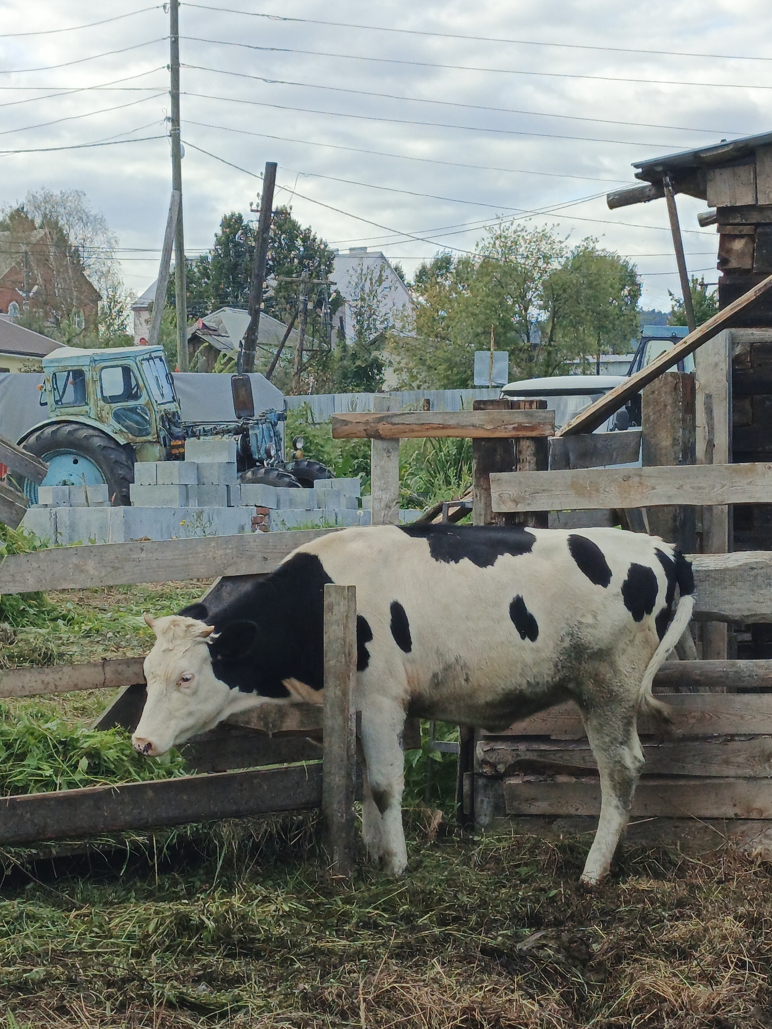 The image depicts a black and white cow standing in a wooden enclosure in Medvedyovka, Russia. The cow is facing left, with its head lowered to eat from a trough of green grass. In the background, a light blue tractor is parked near a pile of cinder blocks. Various wooden structures and electrical wires are also visible. The sky is overcast.