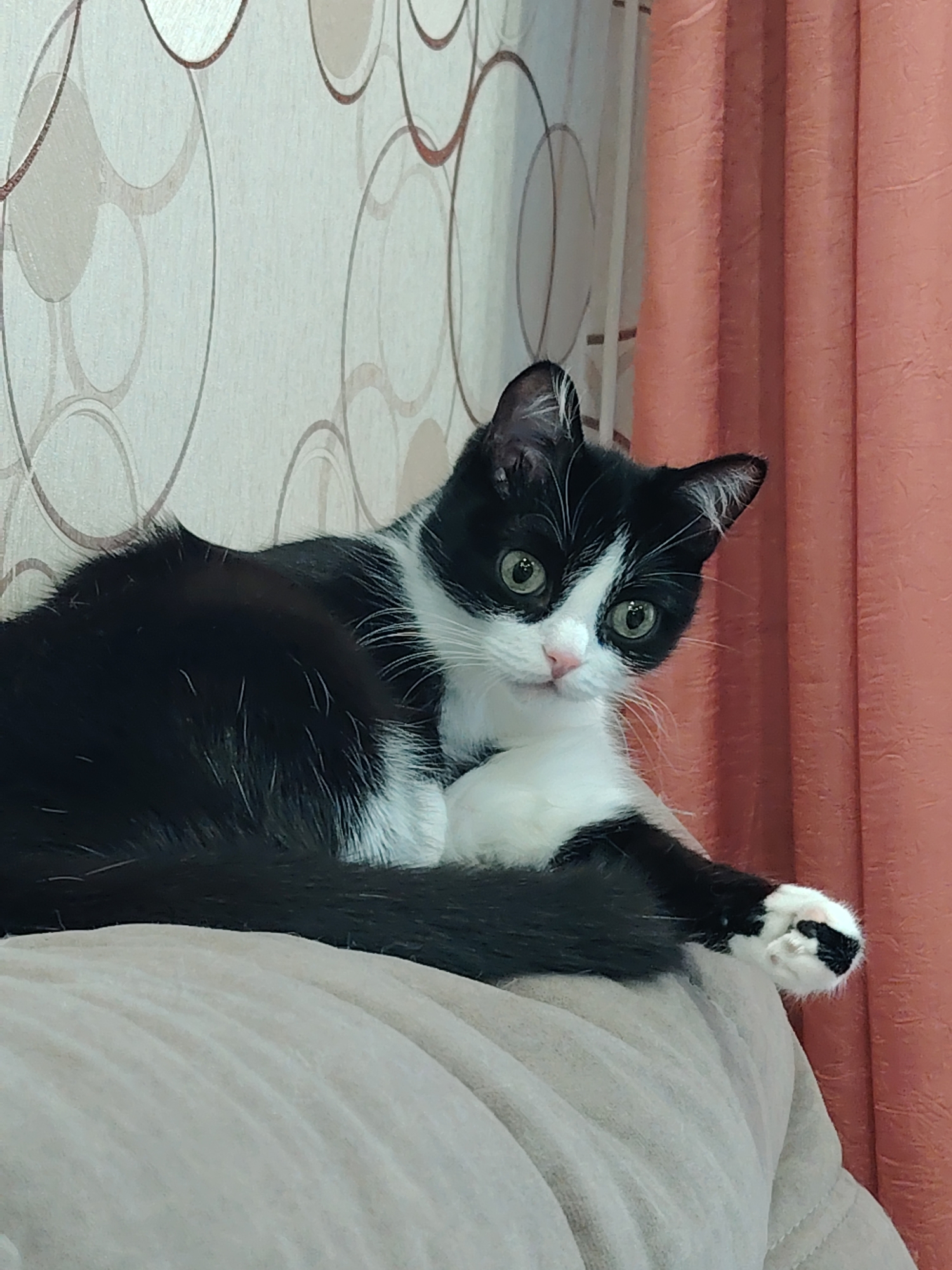A black and white tuxedo cat is the central subject of this close-up, eye-level indoor photograph. The cat is shown resting on a light beige or tan upholstered piece of furniture, likely a sofa or armchair, its body partially visible. It looks directly at the viewer with an alert and curious expression, showcasing its striking bright green eyes, a small pink nose, and prominent white whiskers. The cat's fur is predominantly black, with a contrasting white chest, chin, and white patches on its face and paws. One front paw, white with distinctive black markings, is visible resting on the edge of the furniture.
The background behind the cat is divided into two sections. To the left, there is a light-colored wallpaper featuring a subtle, repeating pattern of overlapping circles in varying shades of beige and light brown. To the right, a textured, vertically pleated curtain in a warm coral or peachy-orange hue adds a soft color contrast to the scene. The lighting is soft and even, suggesting a well-lit indoor environment without harsh shadows. The overall setting appears to be a comfortable domestic space. No visible text is present in the image.