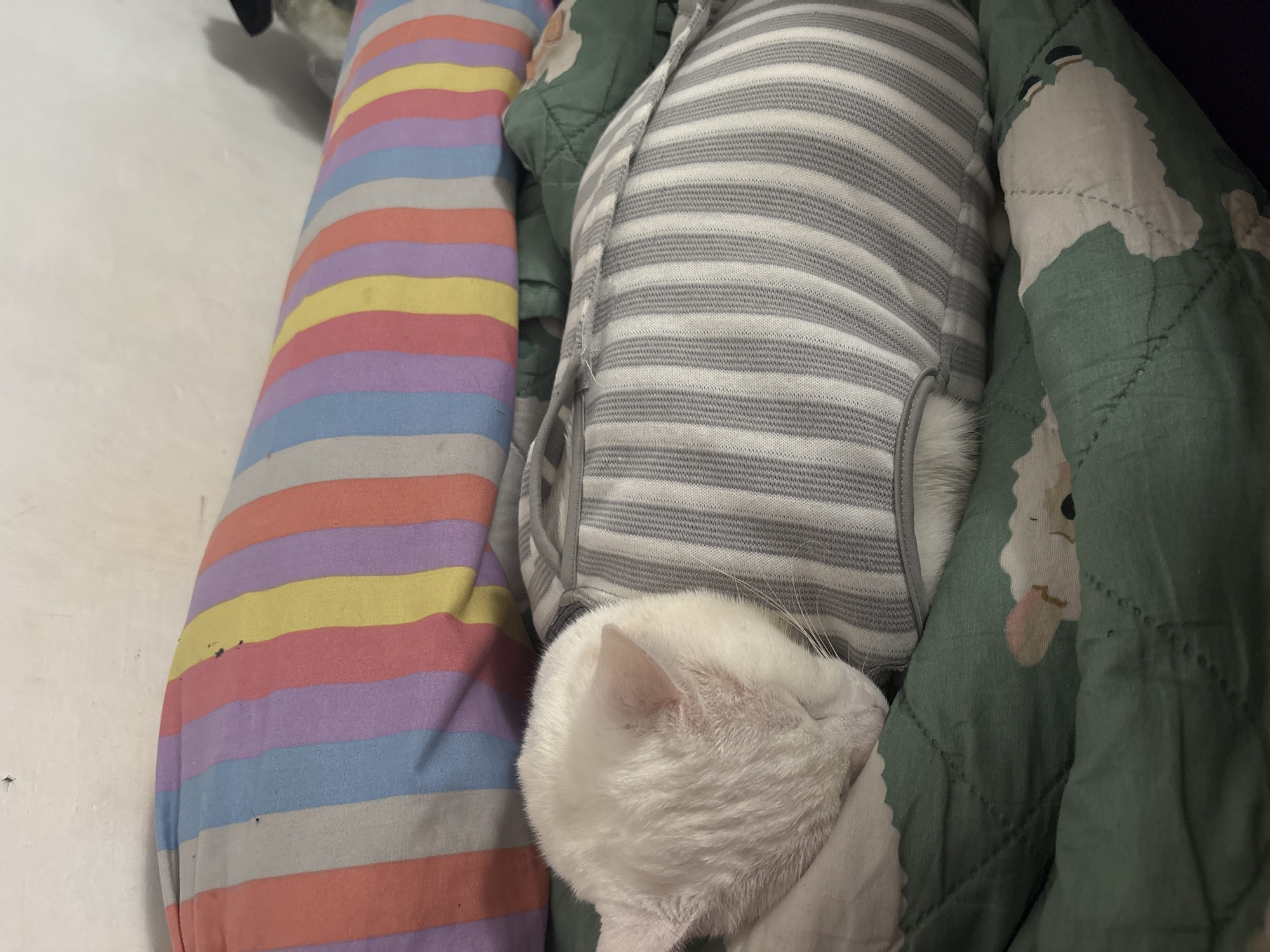A high-angle, medium shot depicts a white cat nestled amongst various soft furnishings. The cat's head, primarily white fur, is visible in the lower-left quadrant. The rest of the cat's body is obscured by a gray and white striped garment or blanket. To the left of the cat is a striped bolster cushion, featuring blue, purple, yellow, and red stripes. To the right, a quilted, green fabric with a pattern is visible. The location is presumed to be indoors, North Jakarta, Indonesia.