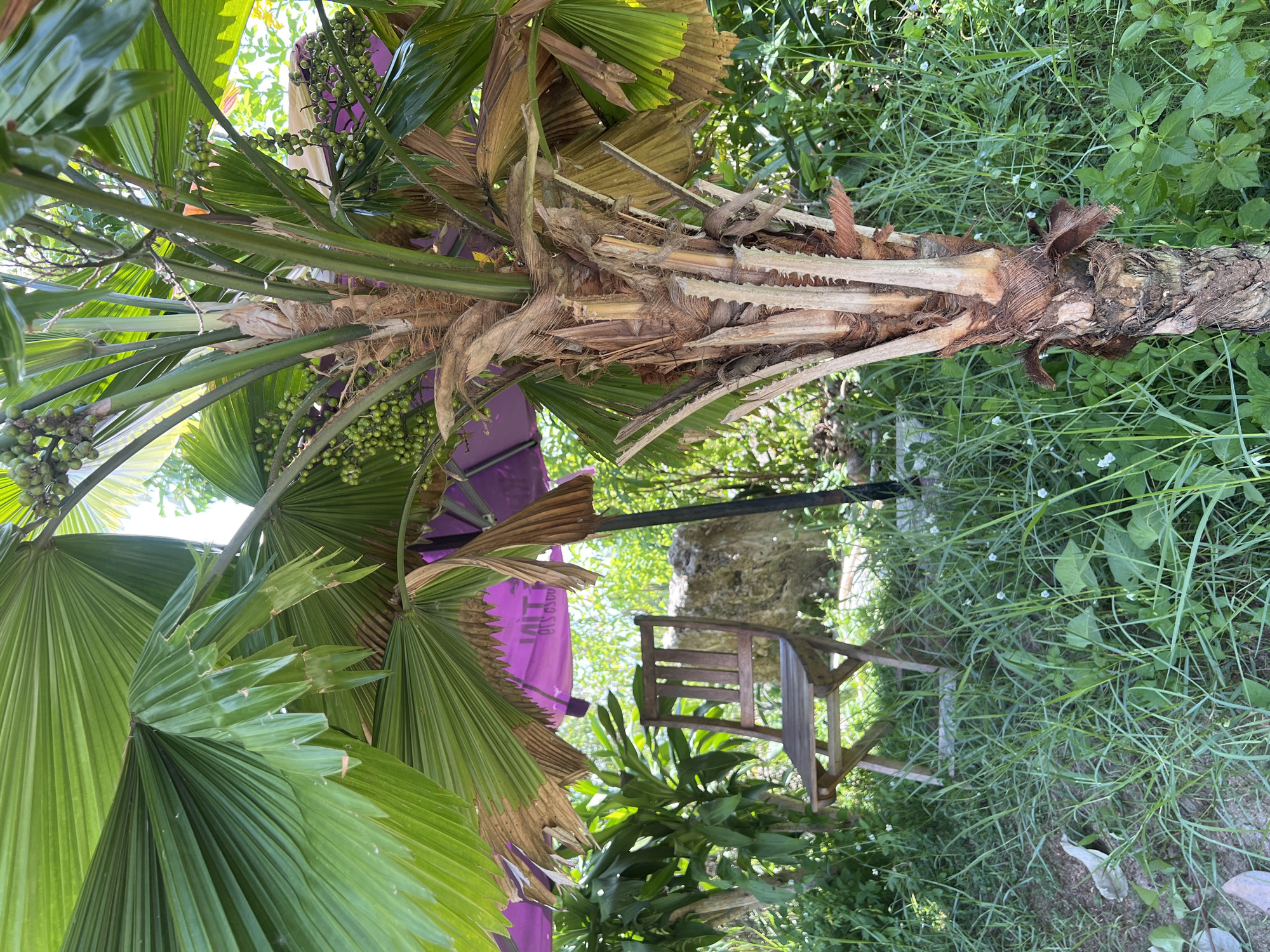 The image depicts an outdoor scene in Suối Tân, Vietnam. In the foreground, the rough, textured trunk of a palm tree is visible, with large green fronds arching overhead. Small green fruits are clustered on branches above. To the left, a wooden folding chair is placed amidst overgrown green grass and foliage. Behind the chair, a purple umbrella is propped up, partially obscured by the palm fronds and other greenery. A rough stone structure is visible in the background, along with more dense vegetation under the bright sunlight. The overall environment appears to be a garden or yard with lush plant life.