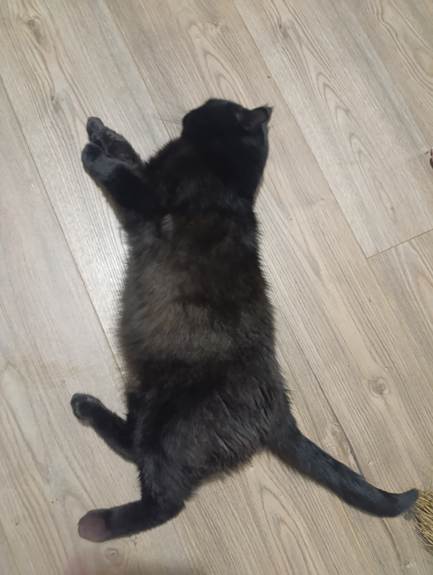 A black cat is lying on its back on a light-colored wooden floor. The cat's paws are raised above its chest, and its body is stretched out. The cat's fur appears dark and slightly matted. The floorboards have a visible wood grain pattern. No people are present in the image. The scene is indoors, and there is no information about its location in Zlatopil, Ukraine.