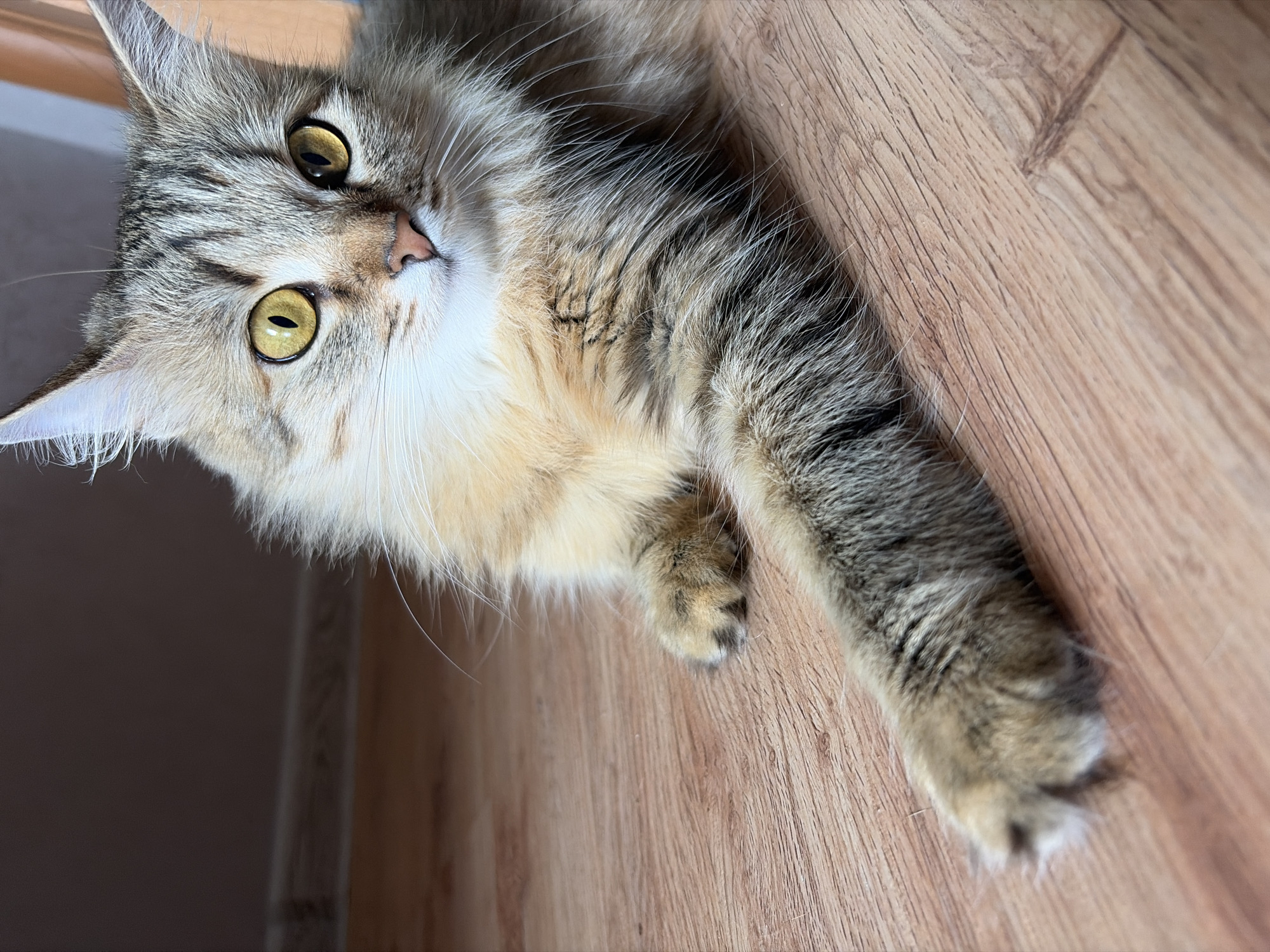 A fluffy, long-haired tabby cat with striking yellow eyes lies on a wooden floor. The cat is facing the camera, with its front left paw extended forward. The background shows a dark wall and a baseboard. The lighting is soft, coming from the right side of the frame, casting subtle shadows. The image is a close-up shot, focusing on the cat's face and front body. The cat appears to be a domestic pet in a residential setting. The scene is indoors. There is no information in the image to determine its location in the city of Chaikovsky, Russia.