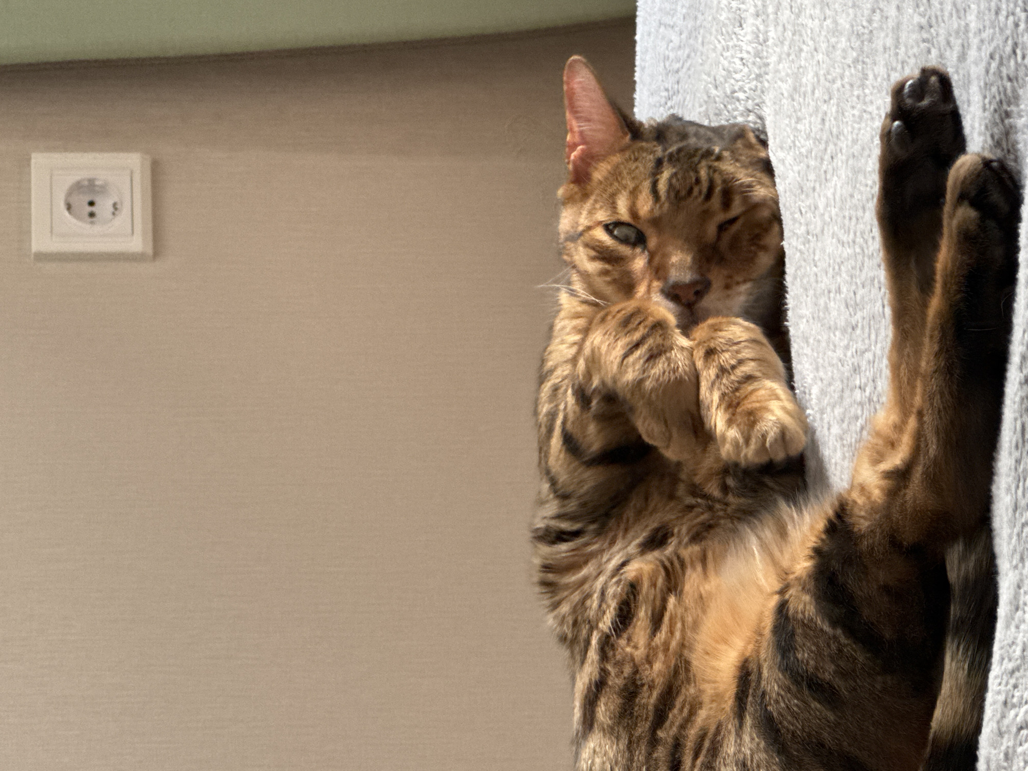 A medium, eye-level, indoor shot shows a Bengal cat clinging to a textured gray surface. The cat is positioned on its back, with its rear legs stretched upwards. The paws of its rear legs are splayed open, revealing dark pads and claws. The cat's front paws are crossed near its face, creating the impression that it is holding or covering its mouth. One eye is partially closed, as if winking, while the other eye is open. The cat has a patterned coat of brown, black, and orange hues. The background consists of a light tan wall with a white electrical outlet with two holes on the left side of the image. The lighting in the scene appears to be bright and natural.