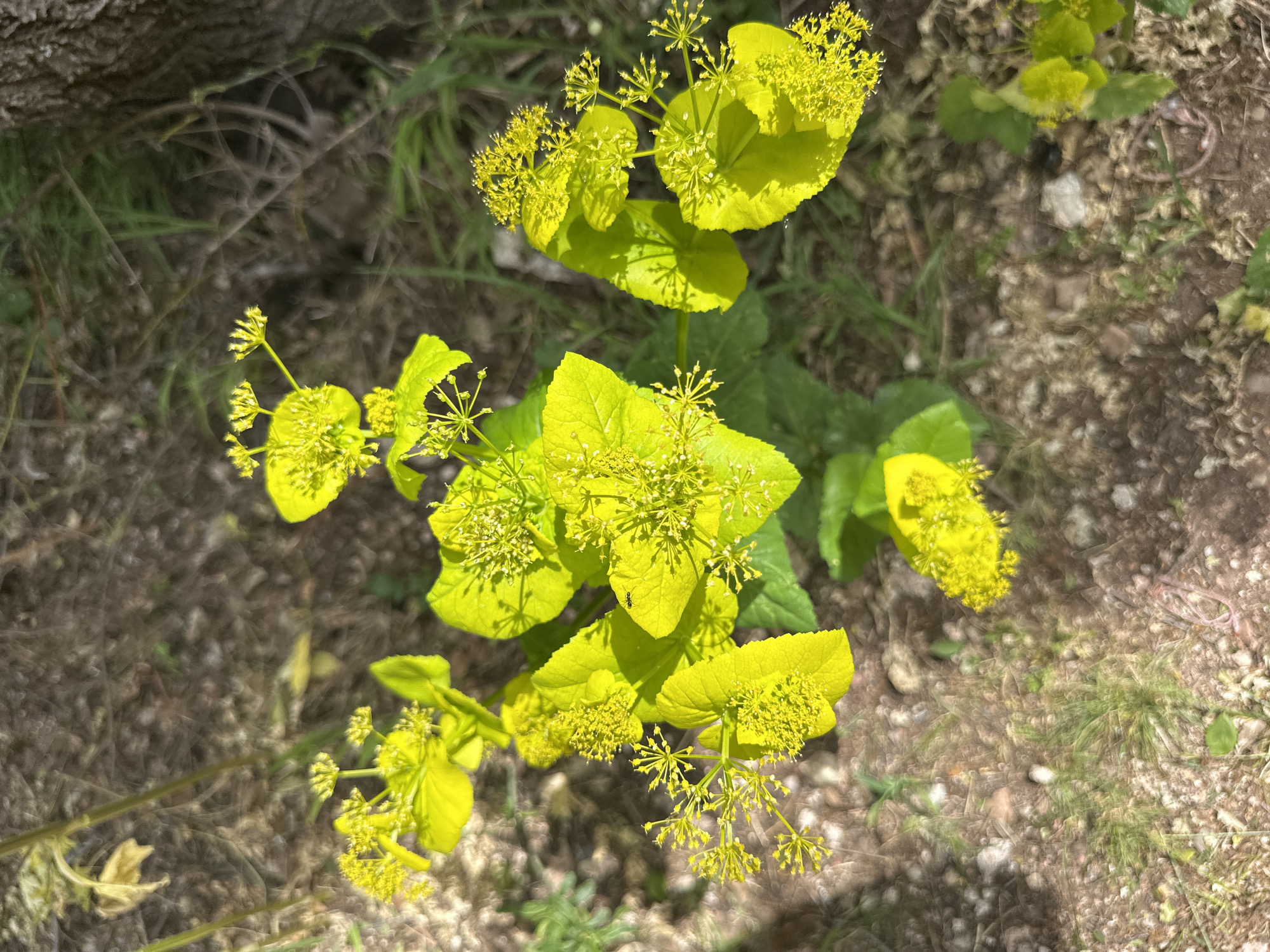 The image shows a cluster of yellow flowering plants with round leaves in an outdoor setting, likely in Belogradchik, Bulgaria. The plants are growing close to the ground, amidst a mix of soil, gravel, and sparse vegetation. Part of a tree trunk is visible in the background. An ant is visible on one of the leaves. The scene is lit by natural sunlight.