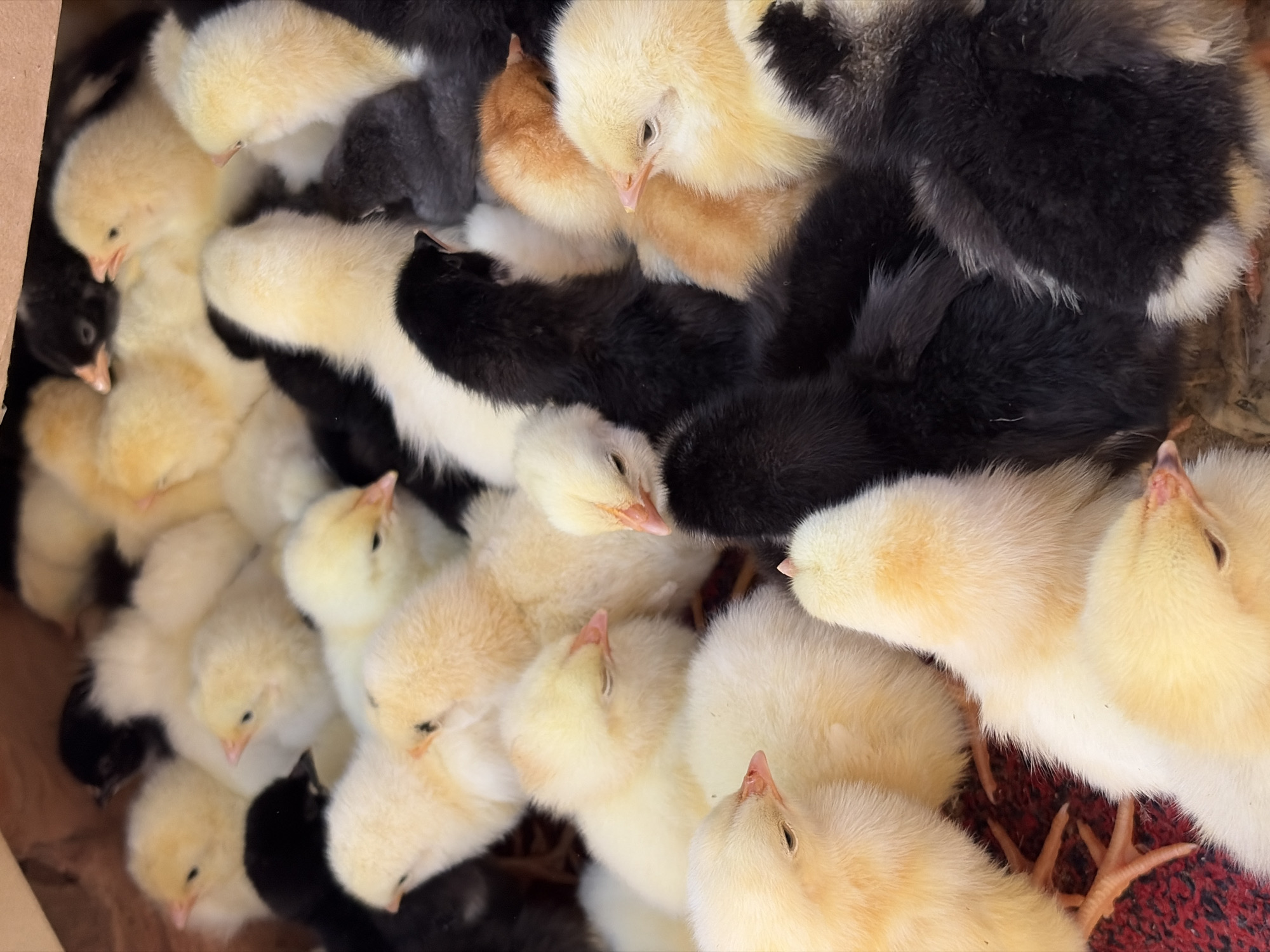A high-angle, close-up shot shows a dense cluster of baby chicks of varying colors (yellow, white, black, and light brown) in what appears to be a cardboard box. The chicks are tightly packed together, and their soft down feathers are visible. Some chicks have their eyes closed, suggesting they are resting. The background is indistinct, but a small section of what might be a red and black patterned surface is visible in the bottom right corner. There is no verifiable evidence to confirm the location as Novopokrovskaya, Russia.