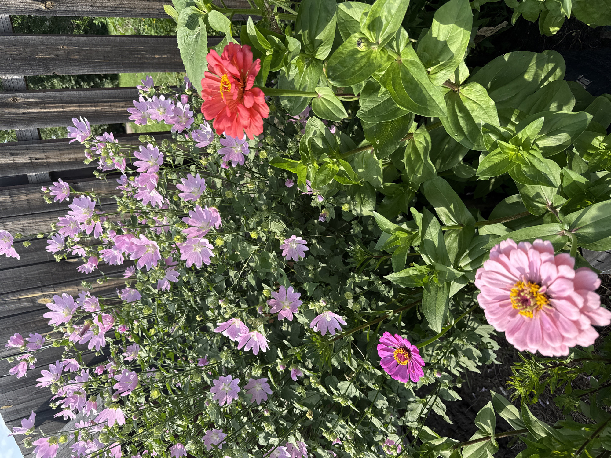 This is an eye-level, medium shot of a flower bed in front of a weathered wooden fence. The flowers are varied, with a dominant cluster of delicate, pale pink mallow flowers in the background, and two vibrant zinnia flowers in the foreground. One zinnia is a bright red and the other is a deep pink. The background shows a patch of green grass visible through the fence slats, suggesting an outdoor setting. The image captures a close-up view of the flora, highlighting the texture and colors of the blooms and foliage, with the fence providing a rustic backdrop. The scene appears to be in a garden or yard in the city of Ермолаево, Russia.
