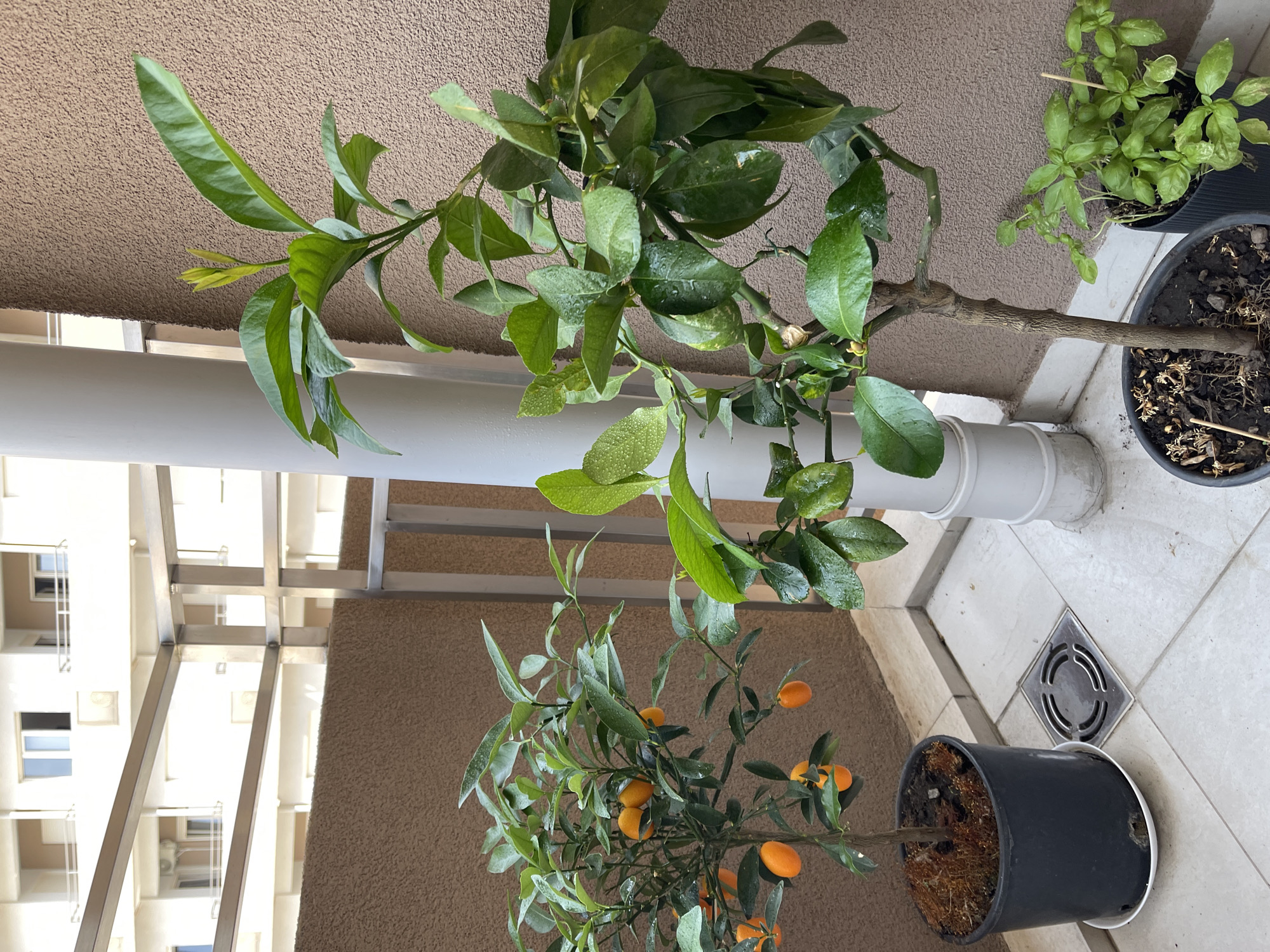 The image depicts a balcony in Podgorica, Montenegro, featuring two potted citrus trees and a pot of basil. The larger citrus tree on the right is a lemon tree with lush green leaves, some of which are glistening with water droplets. It has a sturdy, branching trunk. To the left, a smaller citrus tree, possibly a kumquat, is laden with several small, orange fruits. This tree also has vibrant green foliage. In the foreground, a black pot contains a healthy basil plant with numerous small, green leaves. The balcony floor is tiled with square, light-colored tiles, and a metal drain grate is visible near the kumquat tree. In the background, the textured brown wall of a building is prominent, with architectural elements of buildings suggesting an urban setting. A white cylindrical pipe or column stands between the two citrus trees. The overall impression is of an urban garden on a balcony.