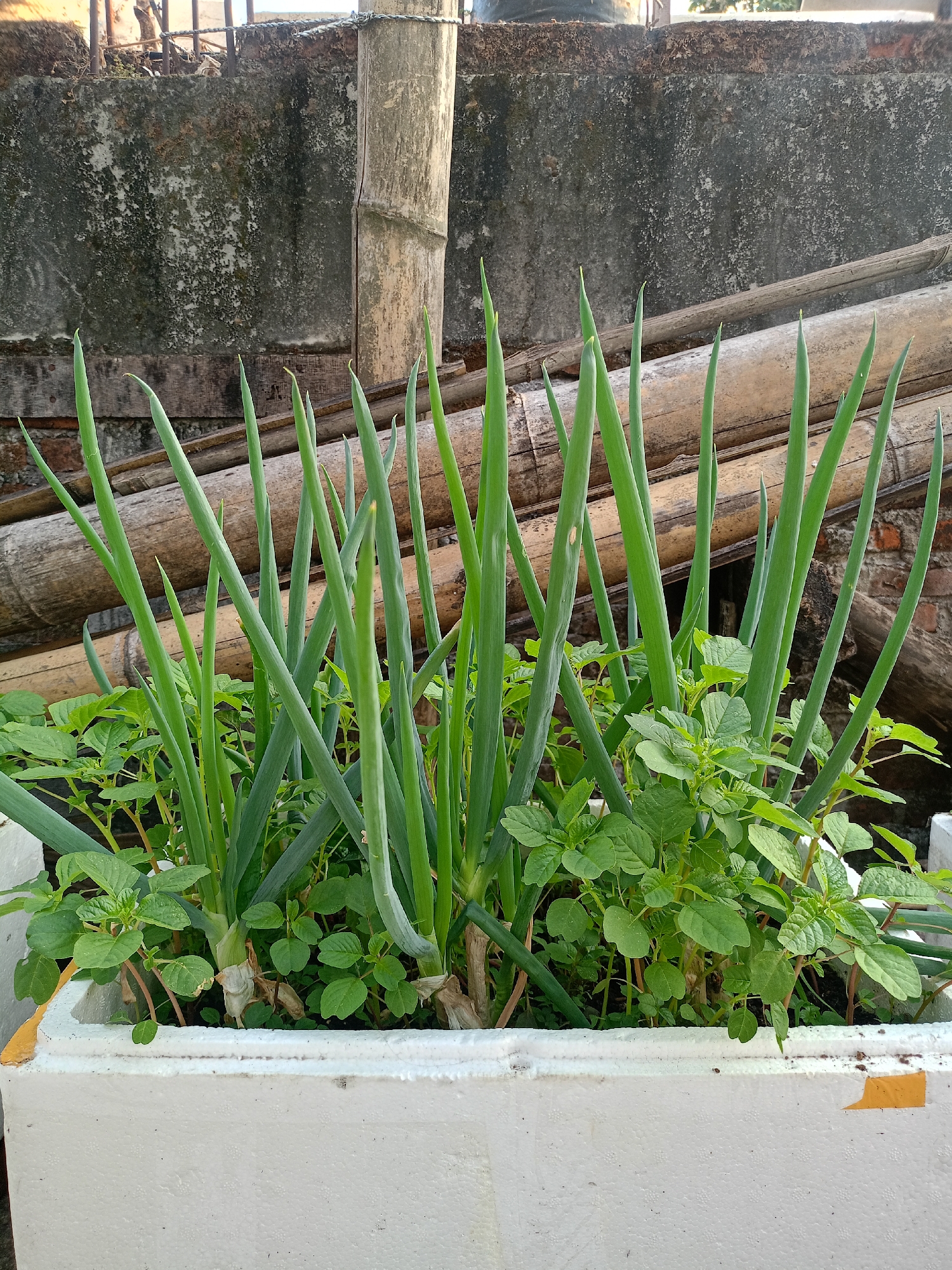In the city of Batu, Indonesia, a white planter box overflows with green onions and other leafy plants. The planter is situated outdoors, with a weathered concrete wall and a stack of bamboo poles forming the backdrop. Sunlight illuminates the scene, casting subtle shadows and highlighting the vibrant green of the plants. The image captures a small urban garden, a testament to cultivation in a city setting.
