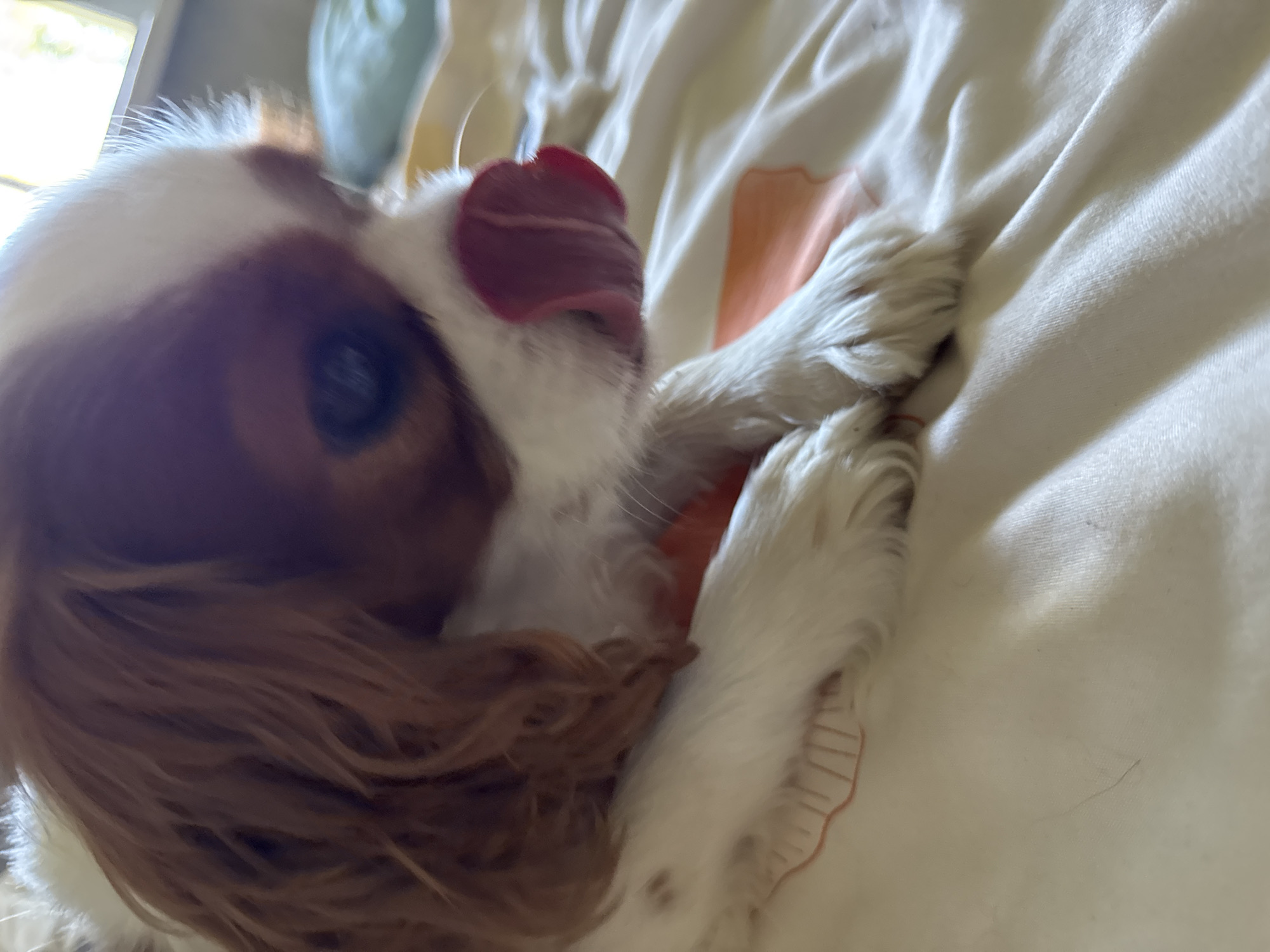 A Cavalier King Charles Spaniel dog is lying on a white surface. The dog has a white and brown coat and its tongue is sticking out, appearing to be licking its nose. The background is blurred but appears to be indoors, possibly a bed with white sheets and a hint of a light blue object. There is an orange-colored object partially visible under the dog. The image is a close-up shot, focusing on the dog's face and front paws. The lighting suggests it is daytime, with light coming from the right side of the frame.