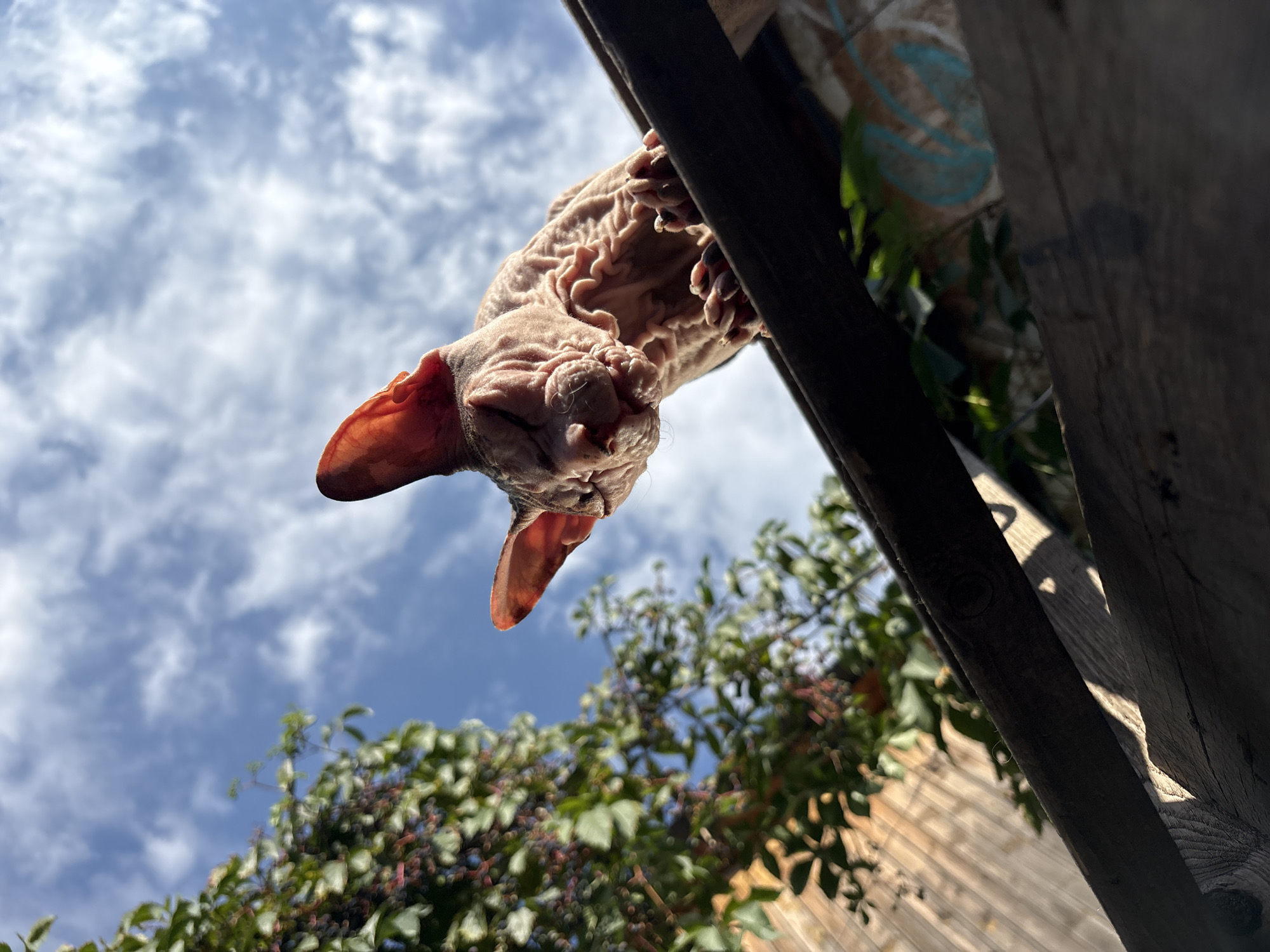 A low-angle, close-up, eye-level outdoor shot captures a hairless Sphinx cat perched on a dark wooden plank against a bright blue sky with scattered white clouds. The cat, facing downwards and to the left, has its eyes closed, with wrinkled skin and prominent ears. To the left of the cat, a leafy green plant with dark berries is visible, with a weathered wooden fence in the background. The wooden plank the cat is on appears to be part of a structure, possibly a fence or a rooftop, with another wooden plank visible in the foreground, casting a shadow. To the right of the cat, some graffiti art on a wall can be partially seen. The overall scene suggests an urban outdoor setting, possibly a backyard or alleyway, in the city of Almaty, Kazakhstan.