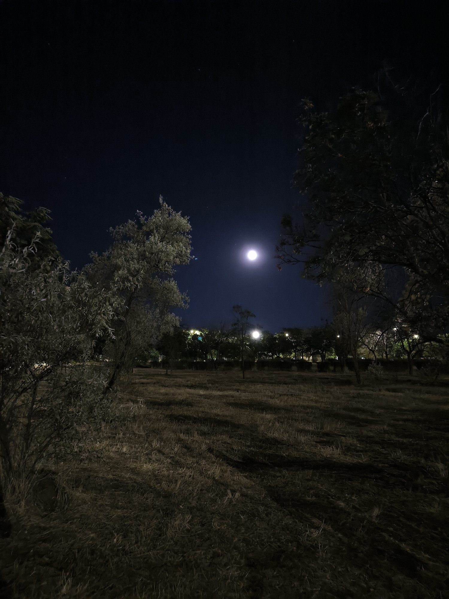 A night scene captures a moonlit landscape, likely within the city of Mykolaiv, Ukraine. The dark blue night sky is dominated by a bright, full moon, casting a soft glow over the environment. In the foreground, dry, matted grass covers the ground, marked by distinct shadows from trees. Several trees with sparse foliage are visible on the left and right sides of the frame, with a line of trees forming a darker silhouette in the mid-ground. Scattered lights, appearing as bright orbs, are visible amongst the mid-ground trees, suggesting streetlights or building lights. The overall impression is one of a quiet, open area at night, illuminated by the moon and artificial lights. No people or specific human activity are evident.