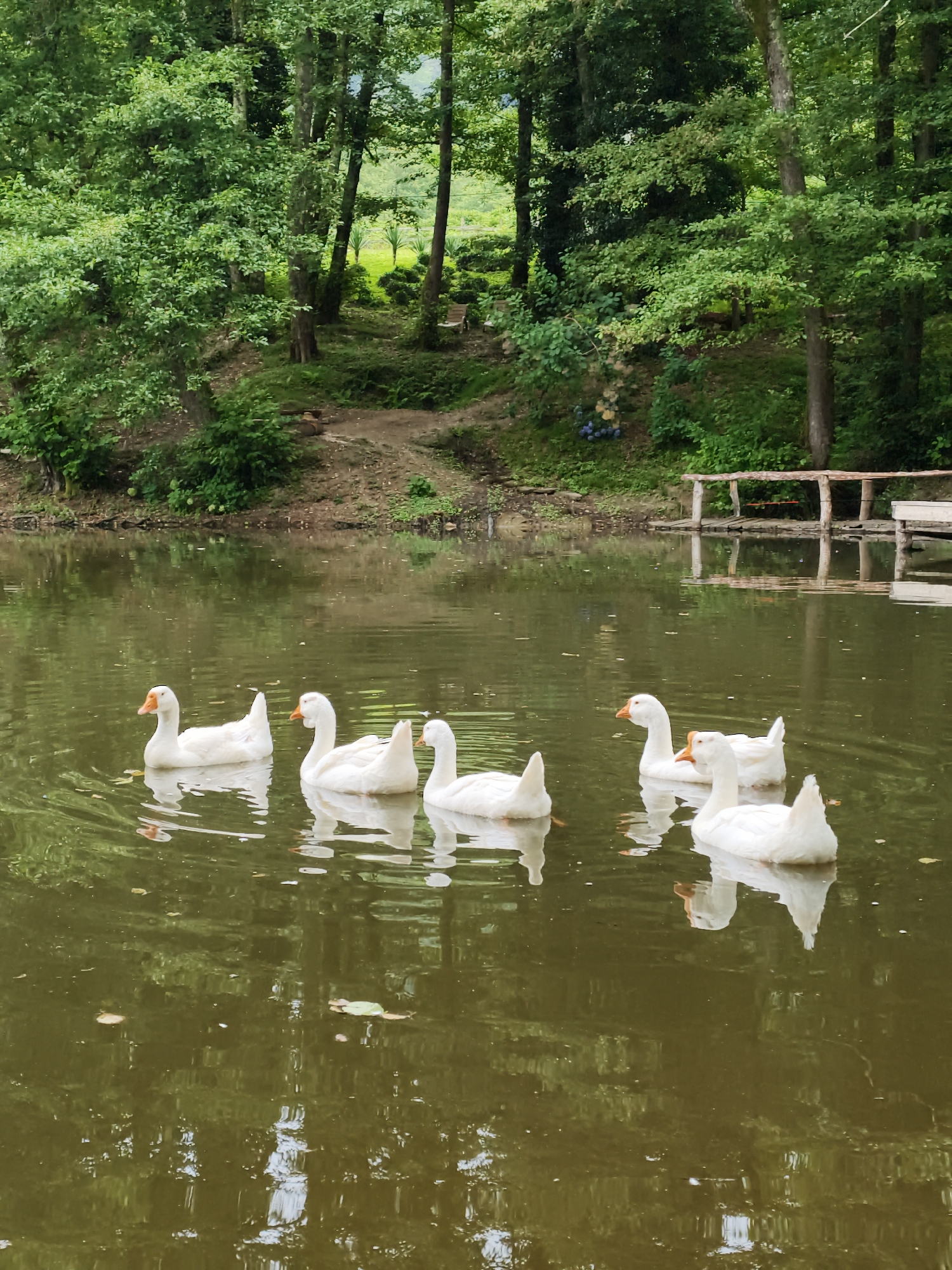 Six white geese are swimming in a lake surrounded by lush green trees. The water is calm and reflects the trees and the sky. A wooden walkway is visible on the right side of the lake. The scene appears to be in a natural setting, possibly a park or a rural area.