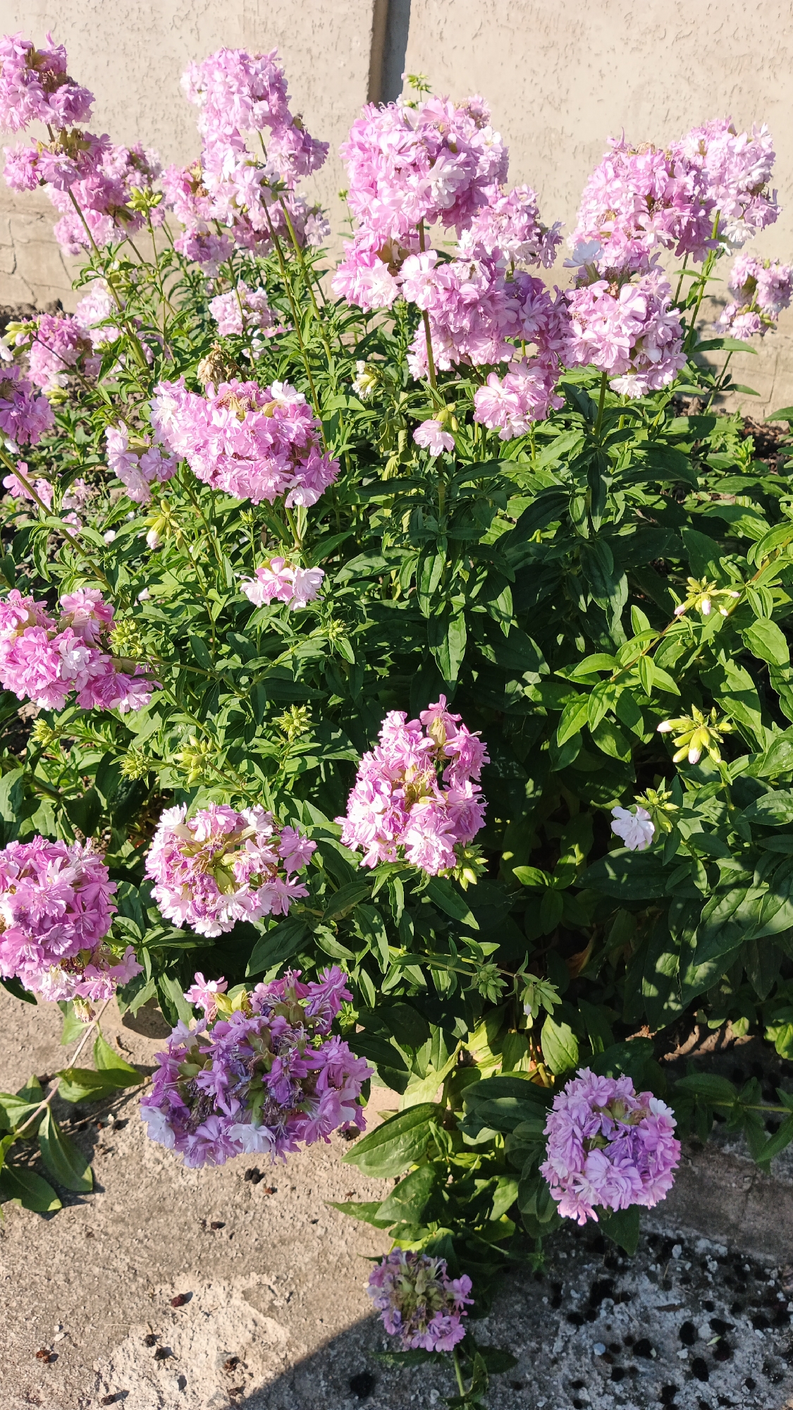 A cluster of pink and lavender phlox flowers are in bloom in Kryvyi Rih, Ukraine. The flowers are in various stages of bloom, with some fully open and others still in bud. The flowers are a vibrant shade of pink and lavender, with some having lighter pink or white petals. The leaves are a deep green and appear healthy. The flowers are growing in a garden bed, with a concrete walkway visible in the foreground. A light-colored wall can be seen in the background. The lighting suggests it is daytime, with sunlight casting shadows on the walkway.