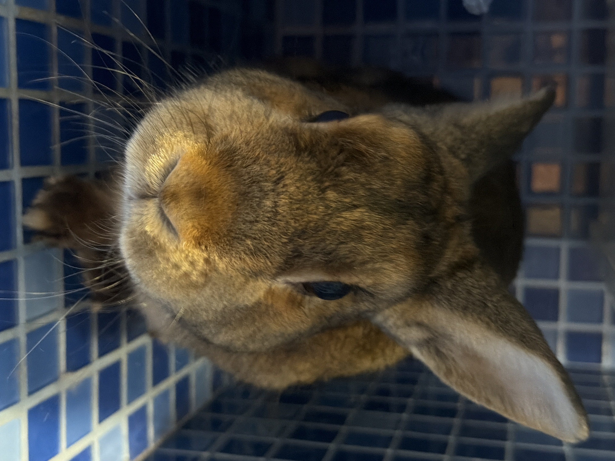 A brown rabbit with large ears and whiskers is looking directly at the camera. The rabbit is in a cage with blue tiled walls. The lighting is dim, with a warm glow on the rabbit's face. There are no people or other animals visible in the image. The image does not provide any information about the location in the city of Solikamsk, Russia.