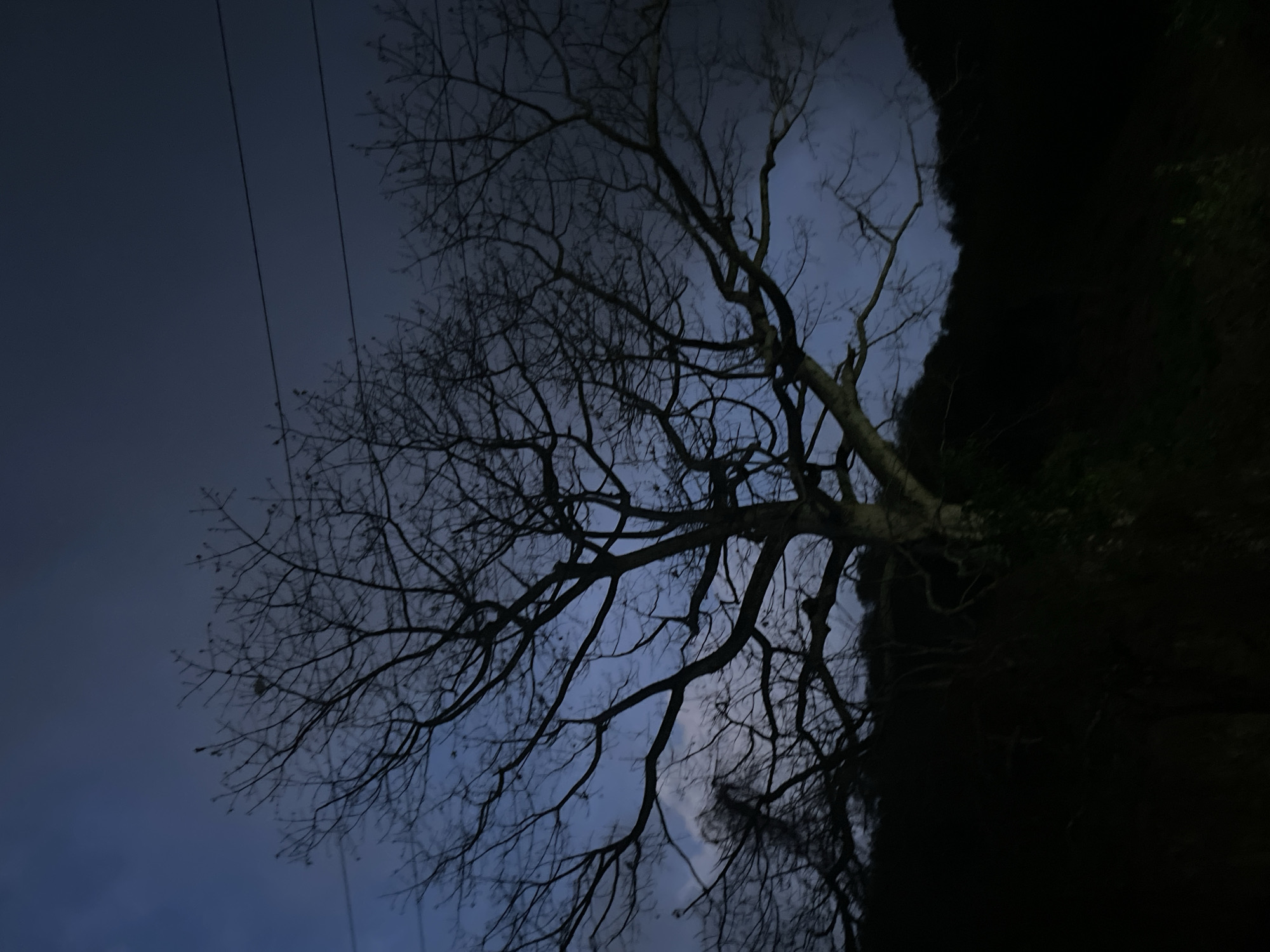 A bare-branched tree stands silhouetted against a dark, twilight sky. The sky is a deep blue with hints of gray clouds. Two thin, dark power lines stretch horizontally across the upper portion of the image. The tree's trunk is thick and gnarled, with numerous branches reaching outwards and upwards. The lower portion of the image is very dark, obscuring the ground and any surrounding vegetation. The overall scene is stark and somewhat desolate. The location is specified as San Sebastián, Venezuela.