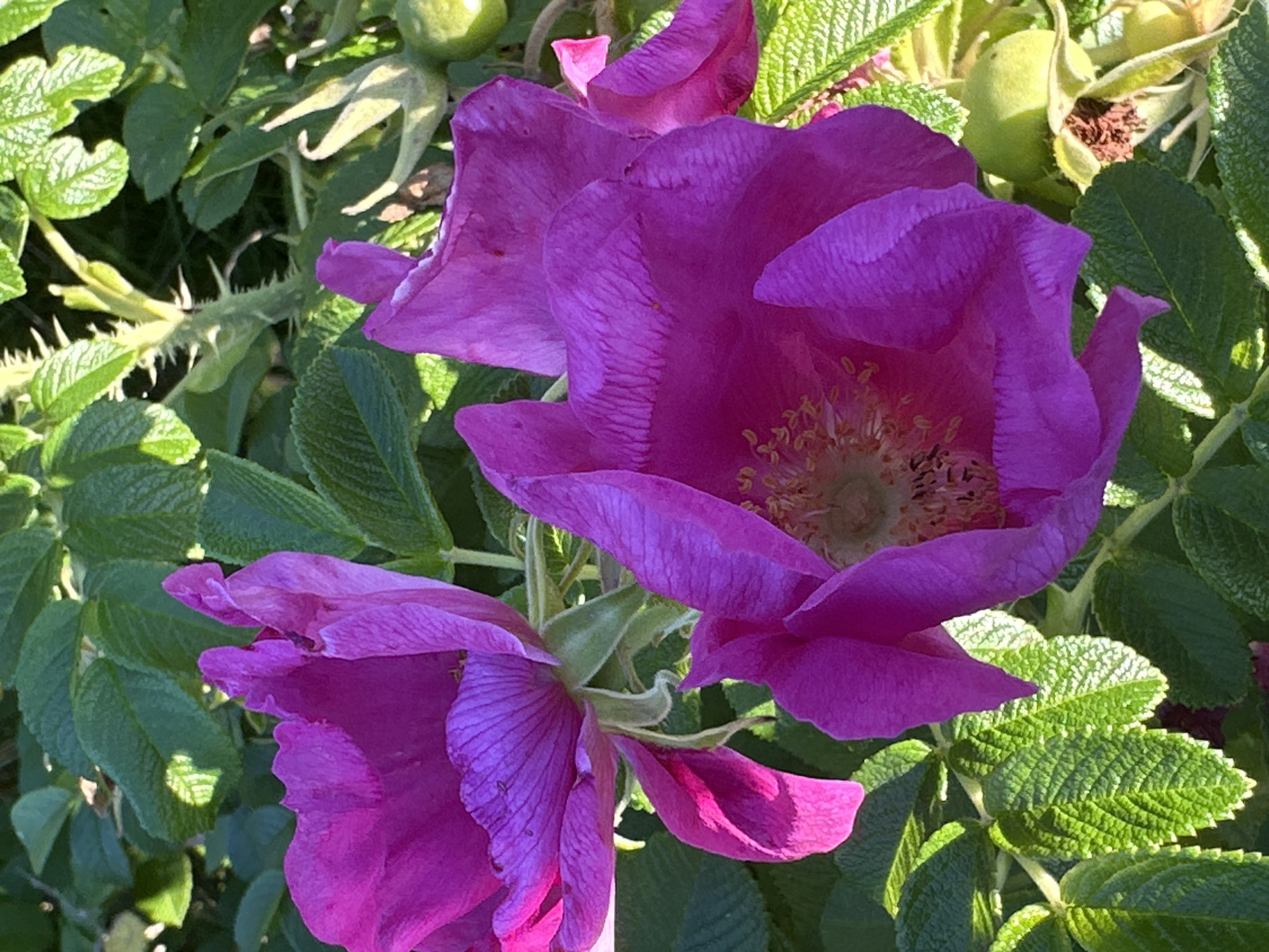 This is a close-up, eye-level, vertical, outdoor, natural light, color photograph of three bright pink rosehip flowers in various stages of bloom, surrounded by lush green foliage. The flowers are in the foreground, with two large, fully bloomed flowers dominating the center and left of the frame, and a third, partially open flower visible on the right. The petals of the flowers are deeply colored and textured, with visible veins. The stamens and pistils in the center of the blooms are a lighter yellow-pink. Some rosehips, still green, are visible in the upper right and lower right of the image, attached to thorny stems. The background consists of dark green, textured leaves and stems. The image does not contain any people, actions, or interactions. The scene is indicative of a garden or natural setting. The location is stated to be Podolsk, Russia, but this information cannot be visually verified from the image itself.