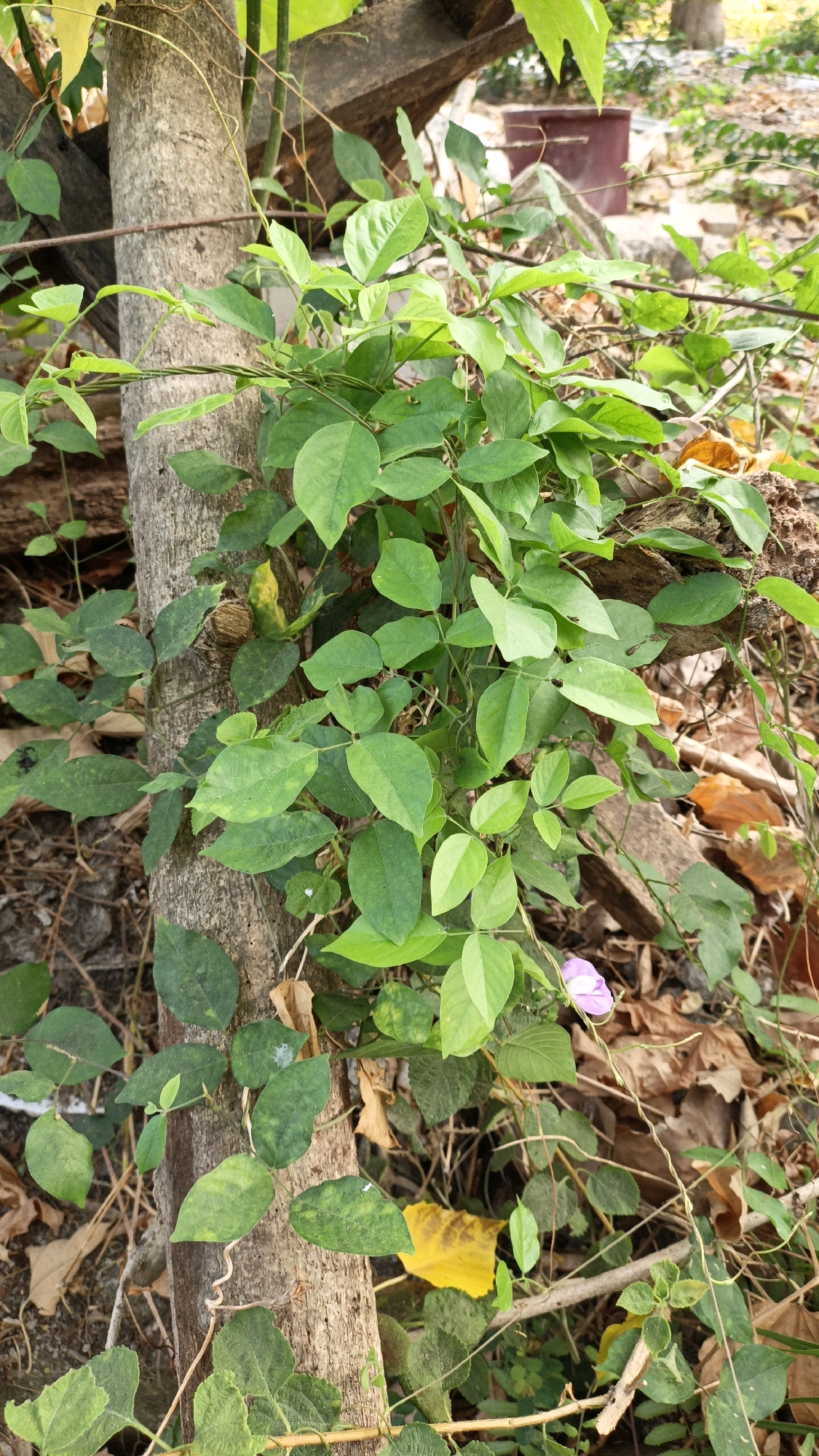 In Cikal, Indonesia, a vine with lush green leaves entwines itself around a textured tree trunk. The vine's tendrils are visible, some tightly wound around the bark, while others reach out towards the surrounding environment. Amongst the foliage, a delicate pink flower blooms, adding a splash of color to the scene. The ground is covered with fallen leaves and debris, suggesting a natural, untamed setting within the city. In the background, glimpses of wooden structures and possibly a planter hint at human presence, though no people are visible in the frame. The overall impression is one of nature reclaiming or coexisting with urban elements.