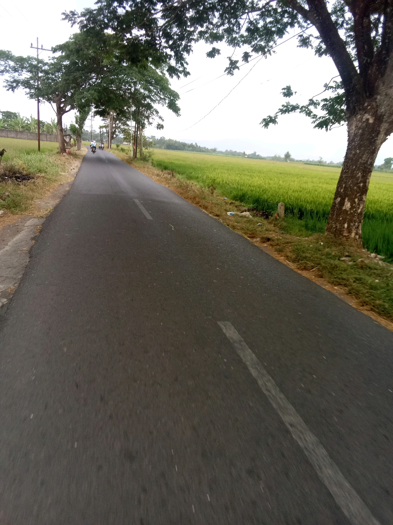 A paved road, bordered by green rice fields on the right and grass and trees on the left, stretches into the distance under an overcast sky. Several trees line the left side of the road, with some of their branches reaching over the asphalt. In the distance, a few motorcycles with riders are visible, traveling along the road. The road itself has a faded white line marking its center. The general setting appears to be rural.