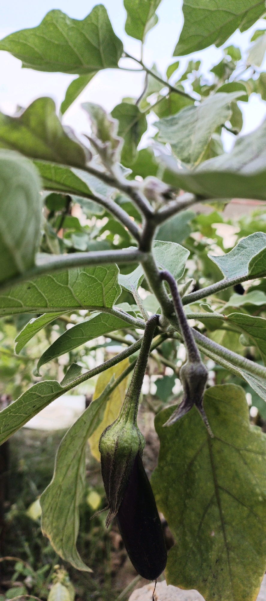 This is a close-up, low-angle, vertical photograph of a developing eggplant on its plant. The subject is in the foreground, with two small, unripe eggplants hanging from a branch. One is a deep purple, elongated shape with a green calyx, and the other is a lighter green, also elongated and with a green calyx, but smaller and slightly more immature. They are surrounded by large, green leaves with visible veins, some of which are slightly curled. The stems are fuzzy and green, with some purple tinges. The background is blurred, showing more green foliage and a light-colored sky, suggesting an outdoor setting. No people or other discernable objects are visible in the immediate vicinity of the eggplants. The lighting suggests it is daytime, possibly late afternoon due to the soft light. This image is unlikely to be identifiable to a specific location within Denpasar, Indonesia, without further contextual information.