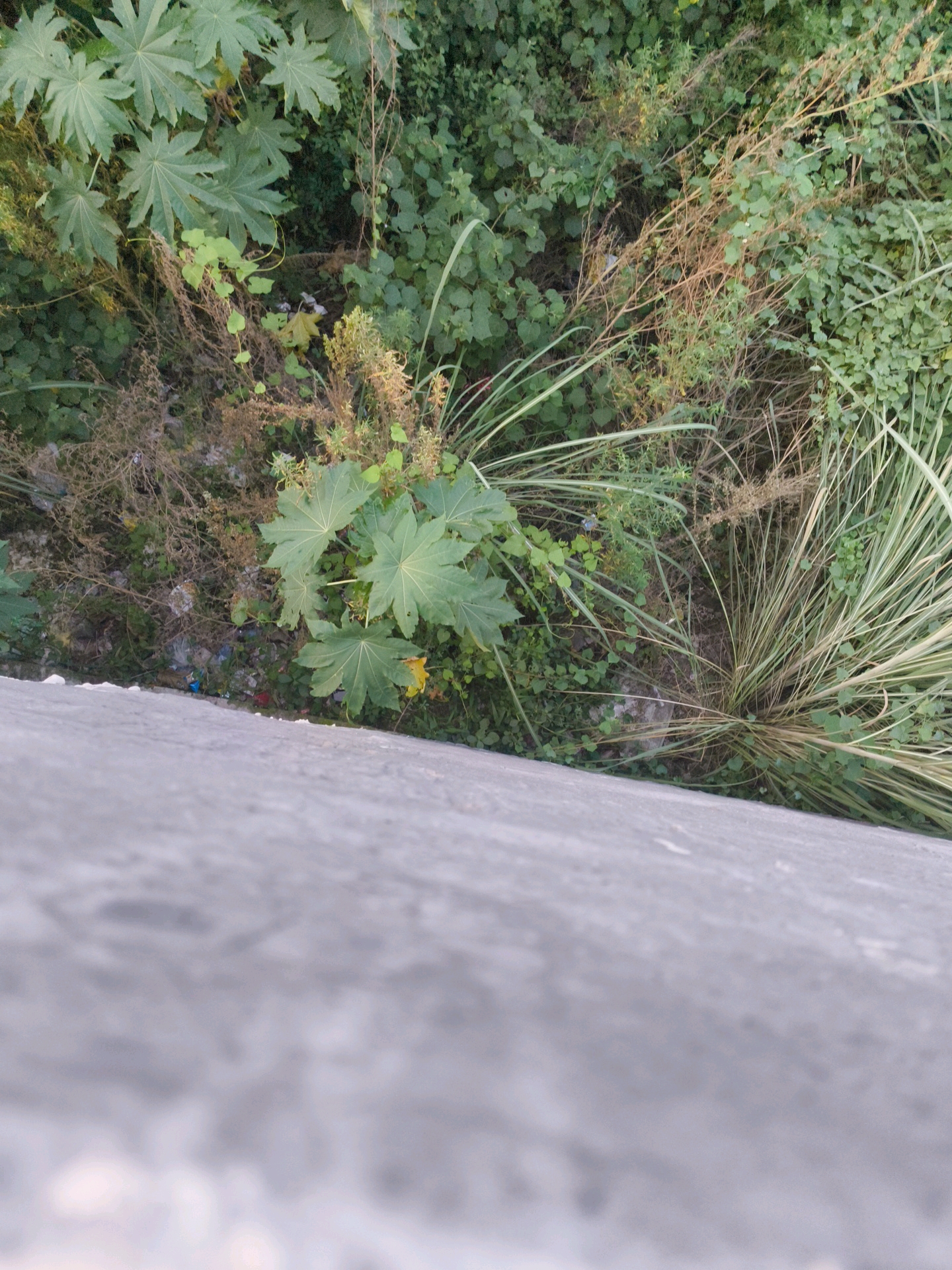 The image shows a close-up, high-angle view of a patch of overgrown vegetation and debris next to a concrete surface. The vegetation consists of large, green, palmate leaves, with smaller green leaves and dry, thin branches interspersed. There is also a clump of long, thin grass with light and dark green stripes. Scattered among the plants are pieces of colorful plastic litter and some dried leaves. The concrete surface in the foreground is textured and appears to be a wall or a pathway. The overall scene suggests an untended area, possibly a roadside verge or an abandoned lot. The location is identified as Mohali, India.