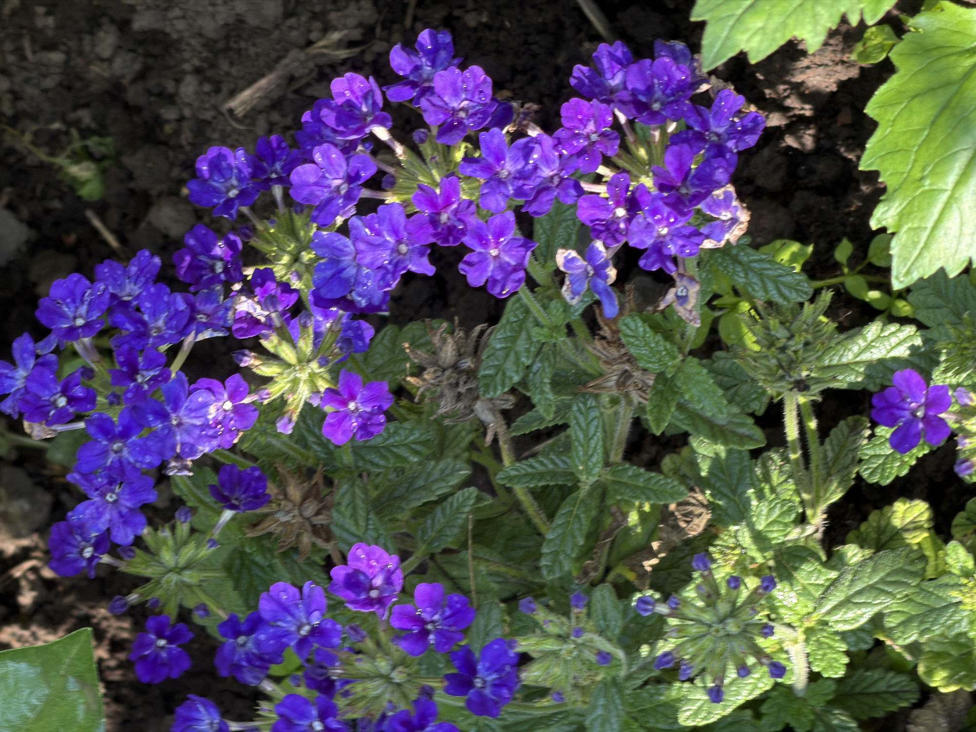 A high-angle, close-up shot shows a cluster of small, purple flowers and green leaves. The flowers have five petals and are clustered together on slender stems. Some of the flowers have water droplets on their petals, suggesting they have recently been watered or rained on. The leaves are a deep green and appear to have serrated edges. The background is composed of dark, rich soil, with some dried leaves and twigs visible. The lighting is natural, casting subtle shadows and highlighting the textures of the plants. The image is sharp and in focus, capturing the intricate details of the flora.
