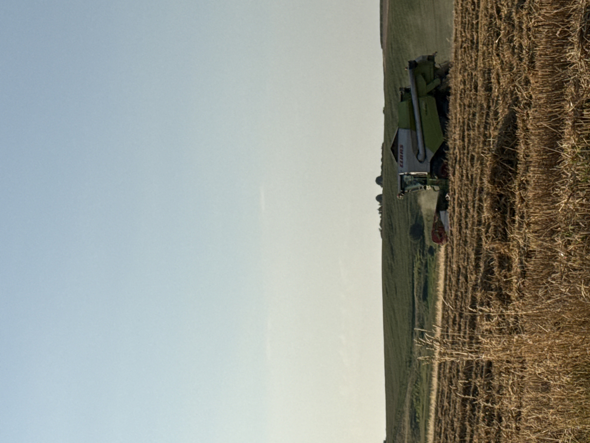 A combine harvester is actively engaged in harvesting a field of dry, golden-brown crops, likely wheat or barley, under a clear, pale blue sky. The combine, primarily white and green with the "CLAAS" logo visible, is positioned in the middle ground, kicking up a small amount of dust as it moves. The foreground is dominated by the cut stalks of the crop, creating a textured, golden carpet. Beyond the harvested field, a sloping green hill forms the horizon, dotted with a few dark, rounded trees. The scene suggests an agricultural landscape, possibly in a rural area, captured during daylight.