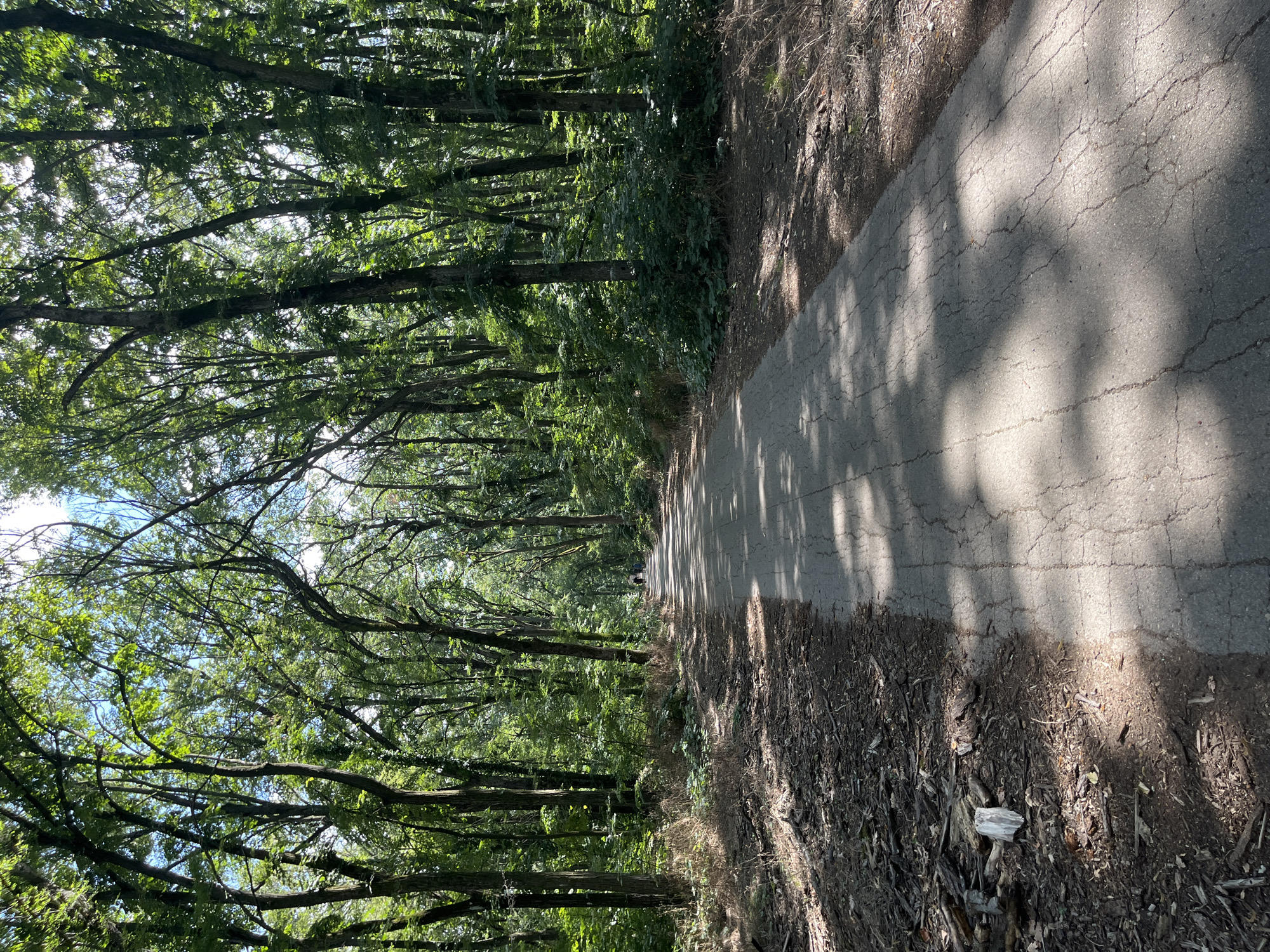This is a vertical, eye-level, outdoor photograph taken on a sunny day, featuring a paved path winding through a dense forest. The path, which appears to be made of asphalt and shows signs of cracking, is bordered on the left by a rough, debris-strewn embankment covered in dry leaves, twigs, and a piece of white plastic. On the right, the path is bordered by the forest floor, which is also covered in fallen leaves and branches. Tall trees with lush green foliage form a canopy overhead, dappling the path with sunlight and shadow. In the distance, a few figures can be seen walking or cycling on the path, their forms silhouetted against the brightness of the distant trees. The overall impression is one of a serene and natural environment within a park or recreational area. This scene is located in Nikolovo, Bulgaria.