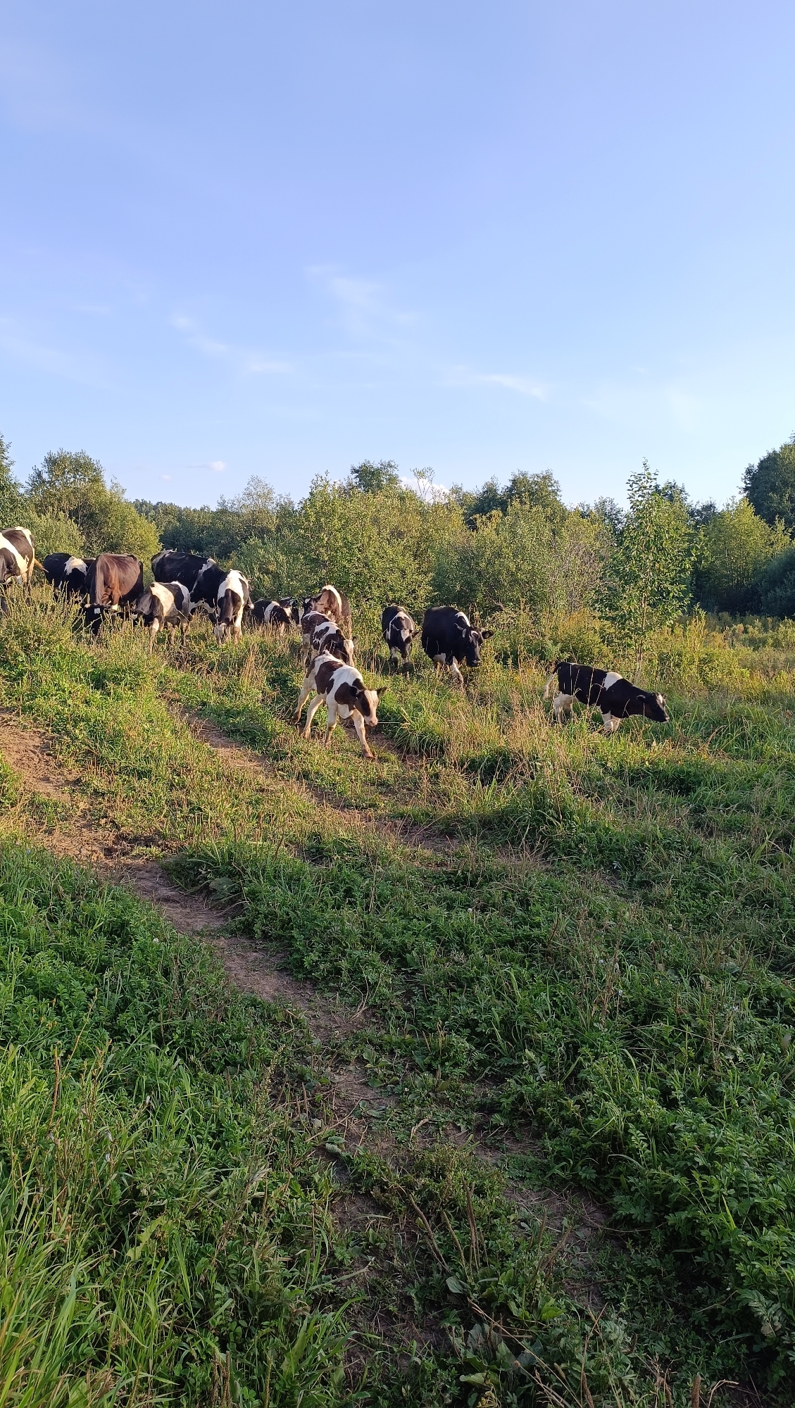 A herd of black and white cows and calves are grazing in a grassy field. The field is sloped, with a dirt path winding through it. In the background, there are trees and a clear blue sky.
