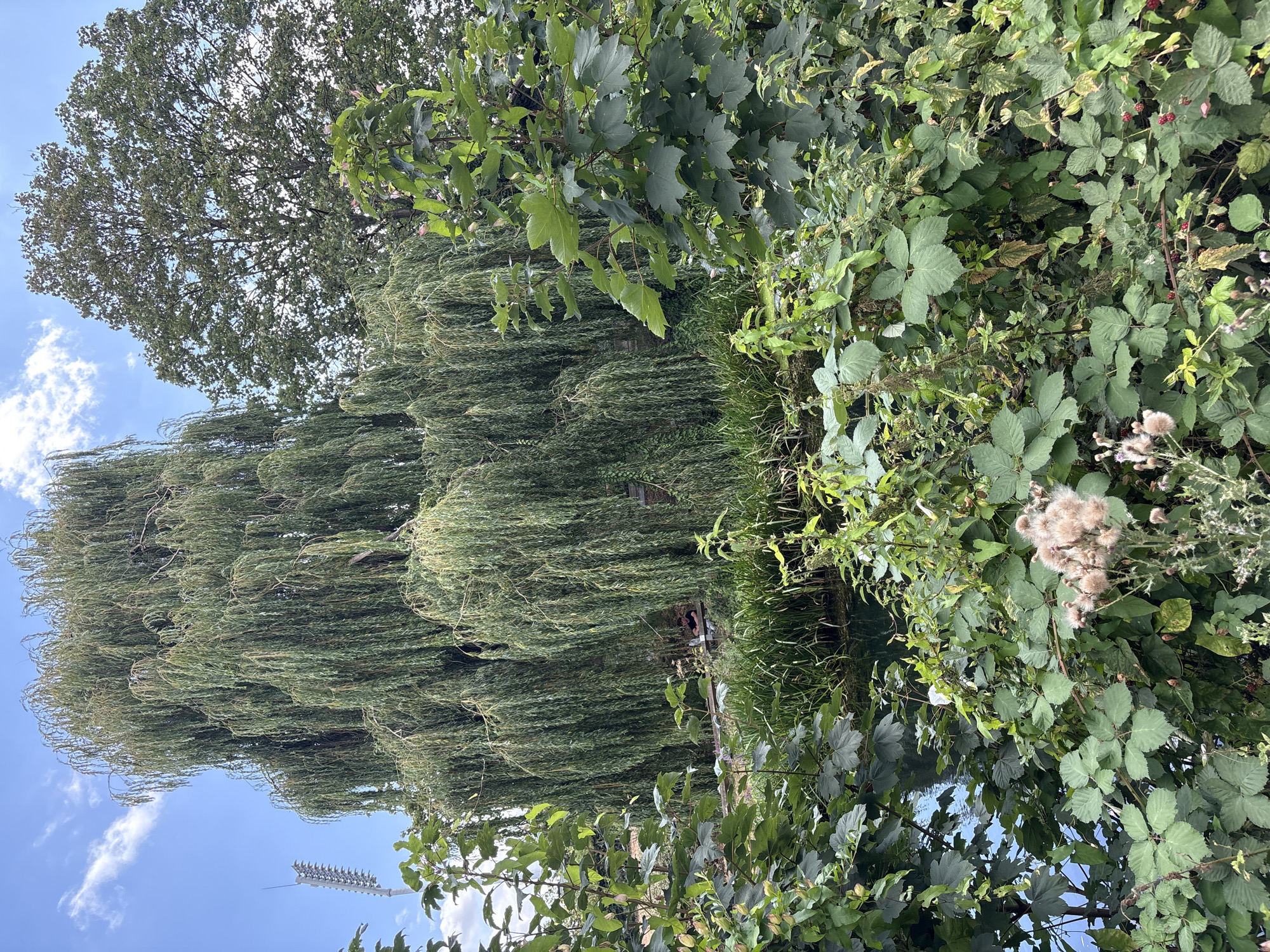 A full shot of the Wrinkled Ditch in Chelmsford, United Kingdom, on a cloudy day. The ditch is surrounded by lush green foliage and trees, with a large weeping willow dominating the center of the frame. A person is visible sitting on a wooden bench near the ditch, partially obscured by the willow branches. The water in the ditch is dark and still, reflecting the surrounding greenery. Several other trees and plants, including a large oak tree, are also present in the scene. A tall, modern-looking antenna structure is visible in the upper left corner of the image. The overall impression is one of a tranquil natural setting within an urban environment.