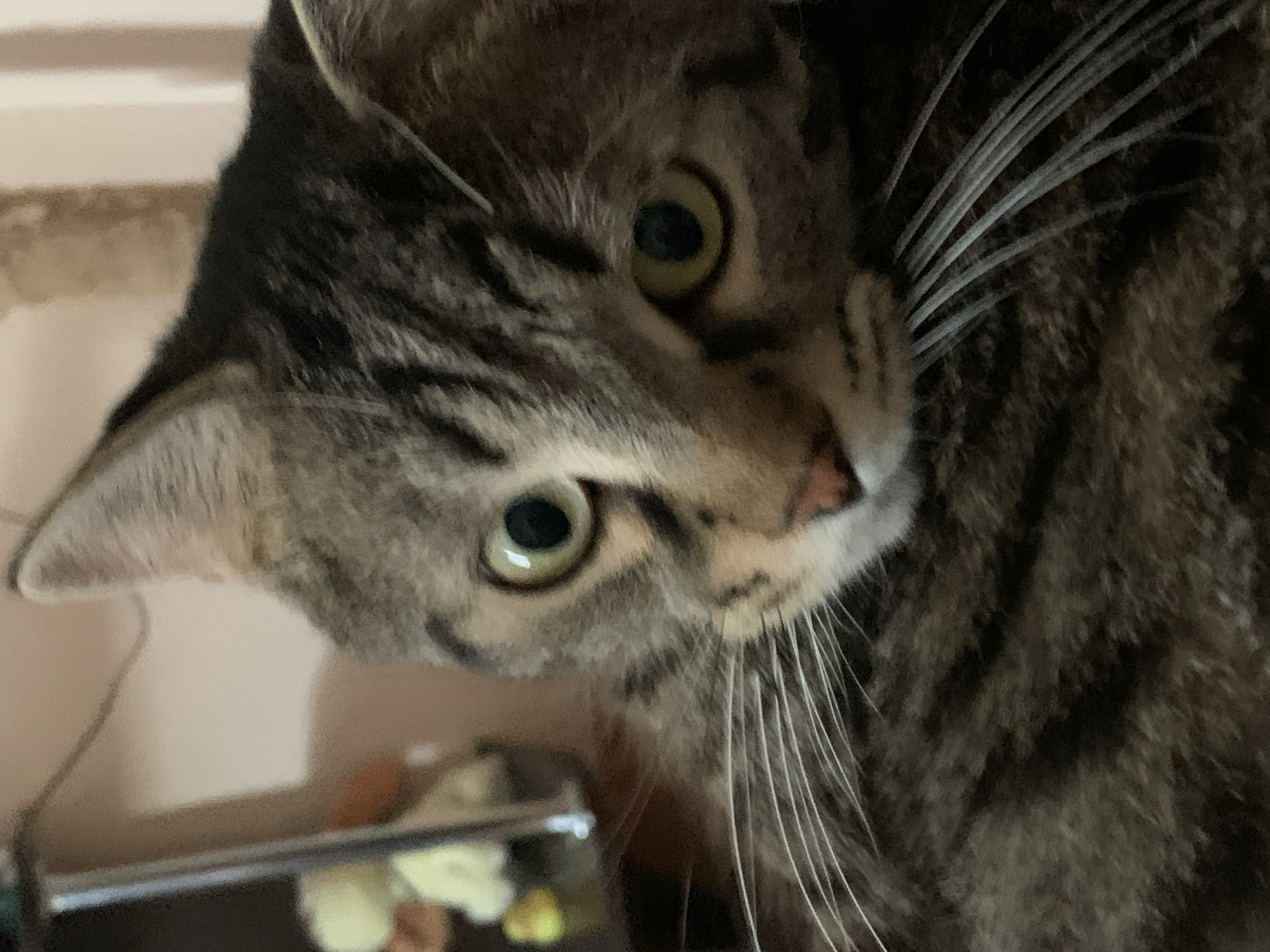 The image is a close-up photograph of a tabby cat's face. The cat's fur is a mix of brown, black, and gray stripes. Its eyes are large and green, with dark pupils. The cat's whiskers are long and white. The background is blurred and appears to be an indoor setting. There are no discernible landmarks or clues that would indicate a specific location within the city of Stavropol, Russia. The image is a still photograph and does not depict any actions or interactions.
