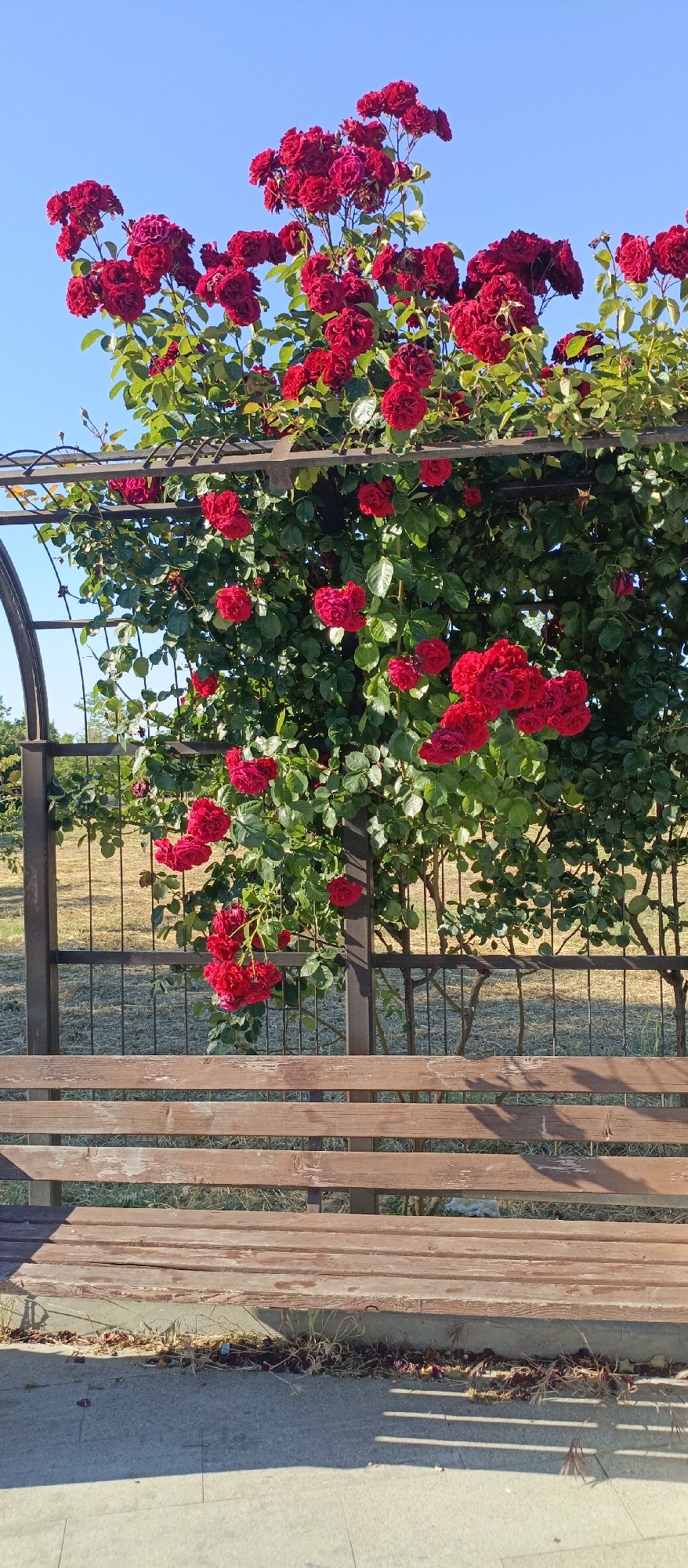 In an outdoor setting under a clear blue sky, a wooden bench sits in the foreground. Behind the bench, a metal fence encloses a garden area. A profusion of red roses with green foliage is trained on a metal structure that arches over the bench. The roses are in full bloom, with many clusters of deep red flowers. The bench is weathered and appears to be made of several wooden planks. The ground in front of the bench is paved with concrete, and dry leaves and grass are visible around the base of the bench and behind the fence. The scene evokes a peaceful, garden-like atmosphere.
