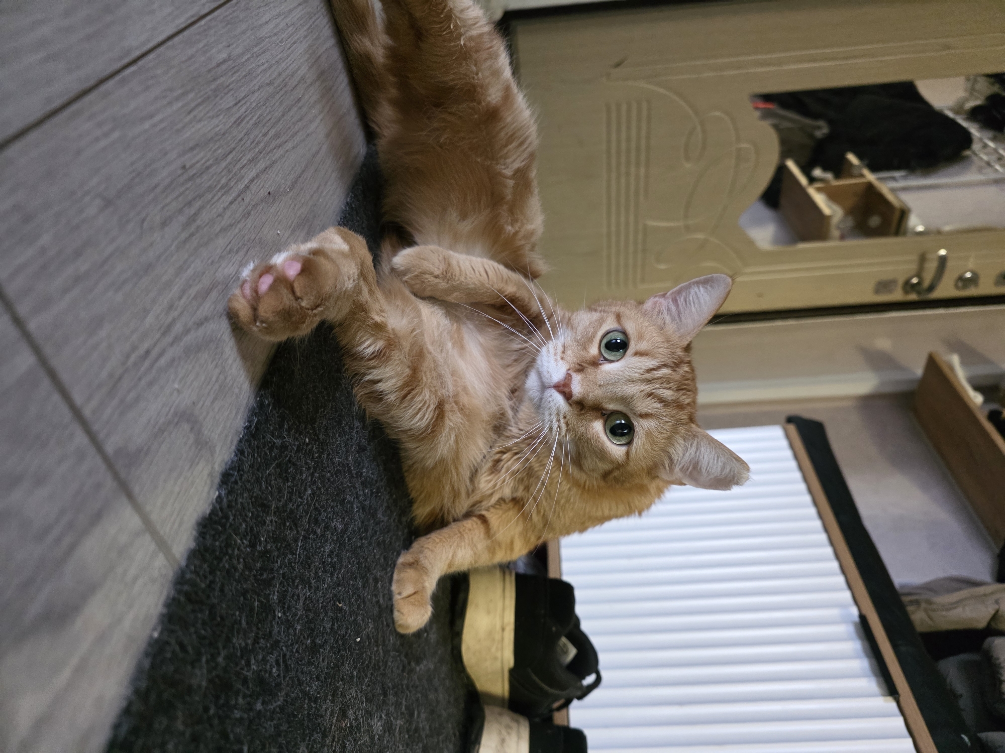 A medium-shot photograph depicts an orange cat lying on its back on a dark gray rug. The cat is positioned diagonally in the frame, with its head towards the right side. The cat's fur is a light orange color, and its eyes are green. The cat is looking directly at the camera. Its right paw is raised with visible pink paw pads. The rug is on top of gray floorboards. A black and white shoe is visible near the cat. A white-slatted furniture item with dark edges is visible in the background. Based on available information, it is impossible to verify if this image was taken in Chaikovsky, Russia.