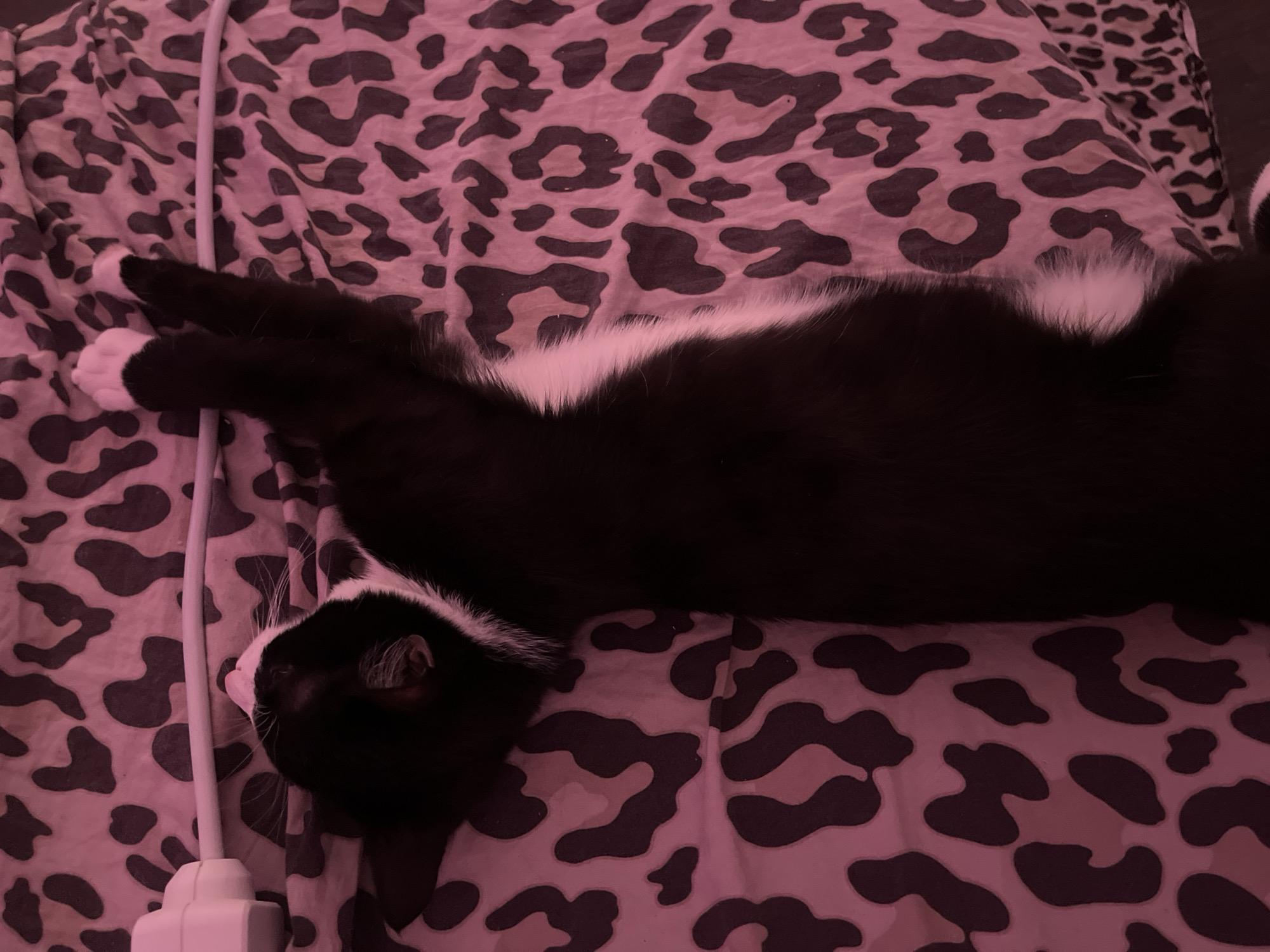 A black and white cat is lying on a pink leopard-print blanket. The cat's head is towards the bottom left of the image, and its body extends diagonally across the frame. A white power cord and plug are visible near the cat's head on the left side. The blanket covers the entire background. No information about the location in Saint Petersburg, Russia can be derived from this image.