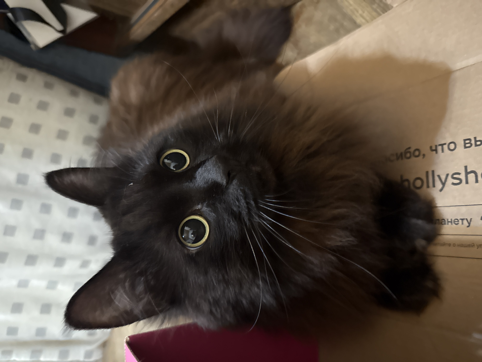 The image depicts a dark-furred, long-haired cat positioned centrally, lying down and looking slightly upward and to the right. The cat possesses large, round pupils and bright yellow-green irises, which reflect an overhead light source. Its fur is predominantly black on the face and paws, transitioning to a deep dark brown or sable color on its body and longer hair. Prominent white whiskers extend from its muzzle, and its ears are pointed.
The cat is resting on a light brown cardboard surface, identified as the top of a box. Visible on the cardboard are segments of text in both Cyrillic and Latin scripts. Cyrillic characters include "спасибо" (thank you) and "планету" (planet), while Latin characters spell "hollysh." The presence of Cyrillic script indicates the scene is located in a Russian-speaking region, consistent with the country of Russia. Specific identification of Saint Petersburg is not explicitly determinable from the visual information provided.
In the background, to the left of the cat, a portion of a pink object is visible. Behind the cat, a white curtain with a repeating pattern of grey squares is present. To the right, blurred elements suggest light-colored furniture or a wall and an additional dark object. The setting is an indoor environment.