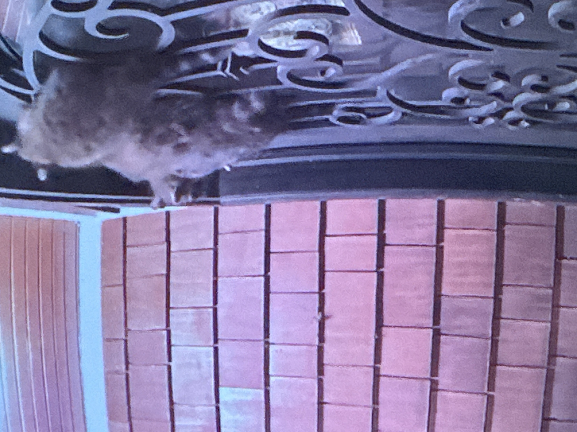 The image shows a close-up, partially obscured view of what appears to be a pet, possibly a cat or small dog, perched on top of a decorative metal grate. The animal is mostly covered in fluffy, greyish-brown fur, and its body is elongated and appears to be in motion, with its hind legs visible and planted on the grate. The metal grate is ornate, featuring curved, swirling designs in a dark color. Below the grate, a textured surface composed of rectangular, pinkish-brown bricks is visible. To the left of the bricks, there is a vertical surface with subtle linear details, possibly a wooden panel or blinds. The lighting suggests an indoor setting or a shaded outdoor area, as there are no strong shadows or bright sunlight. The overall impression is of a casual moment captured, perhaps a pet exploring its surroundings. No text is visible in the image.
